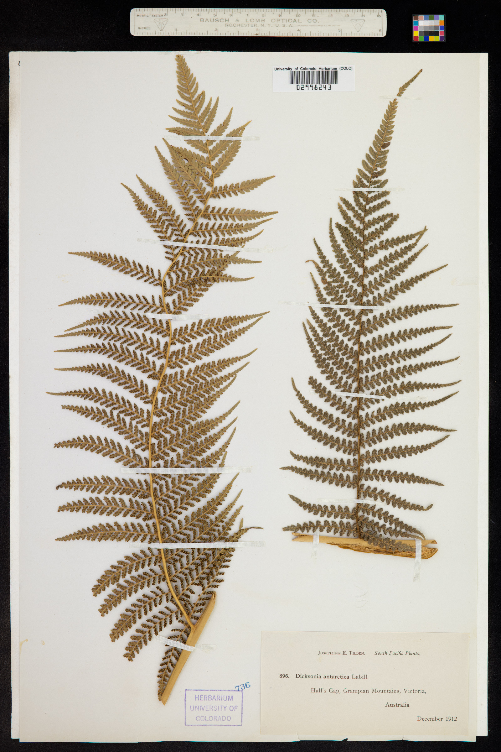 Dicksonia antarctica image