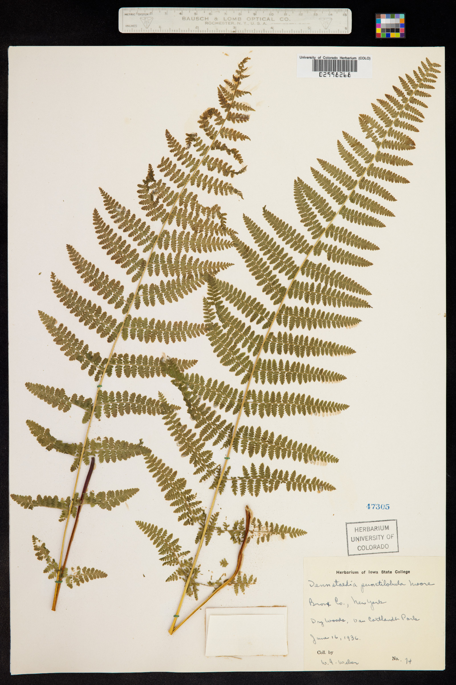Dennstaedtia punctilobula image