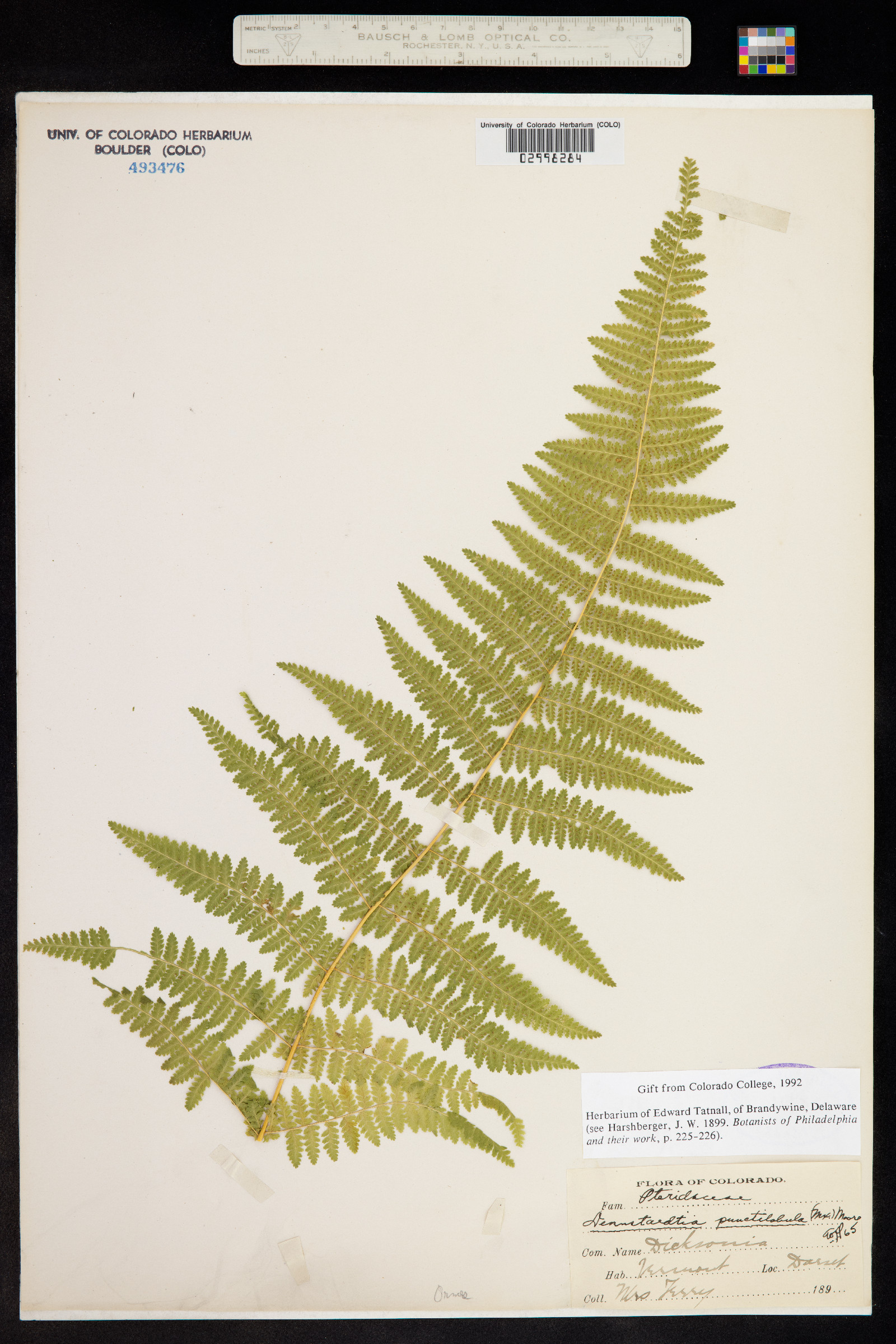 Dennstaedtia punctilobula image