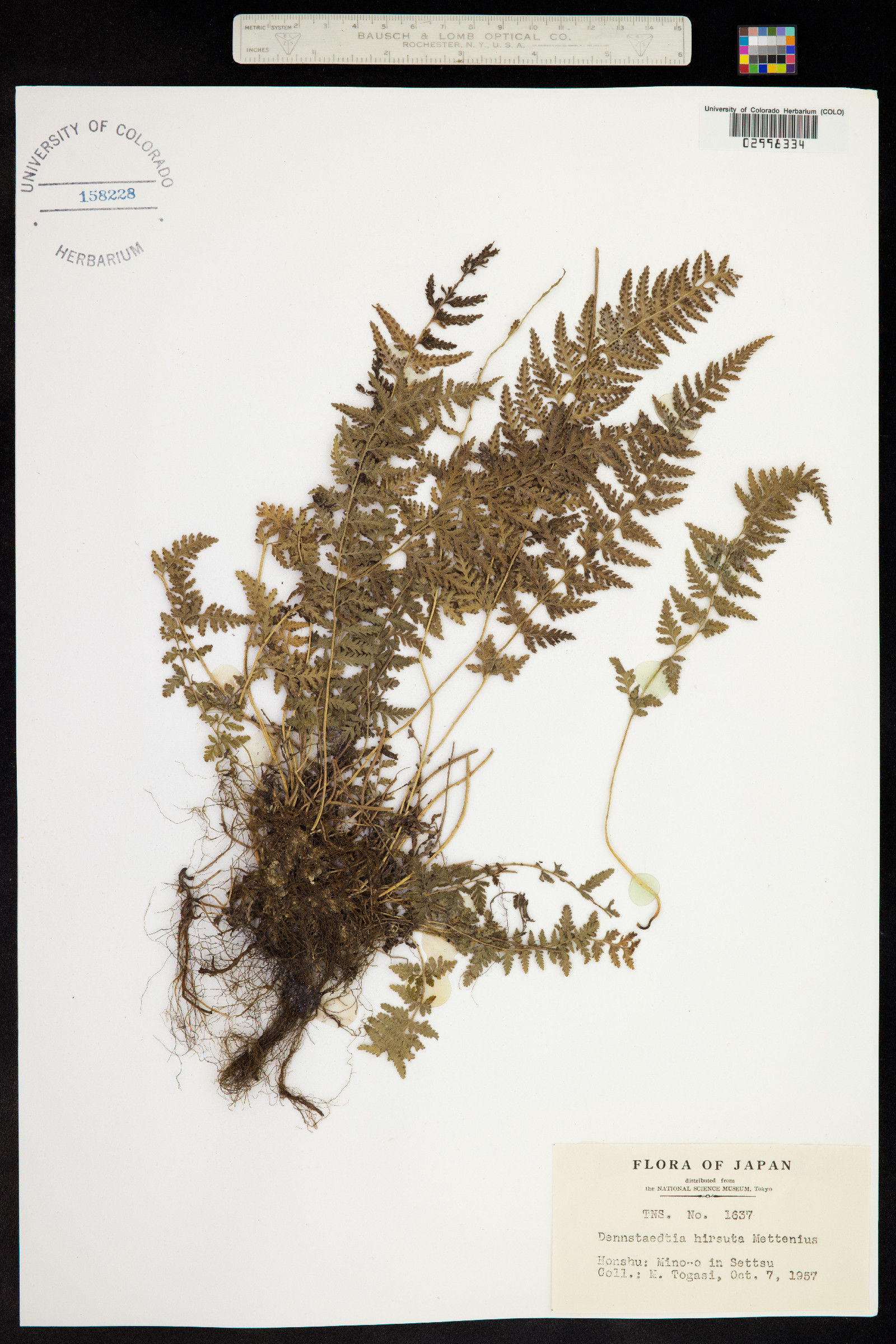 Dennstaedtia hirsuta image