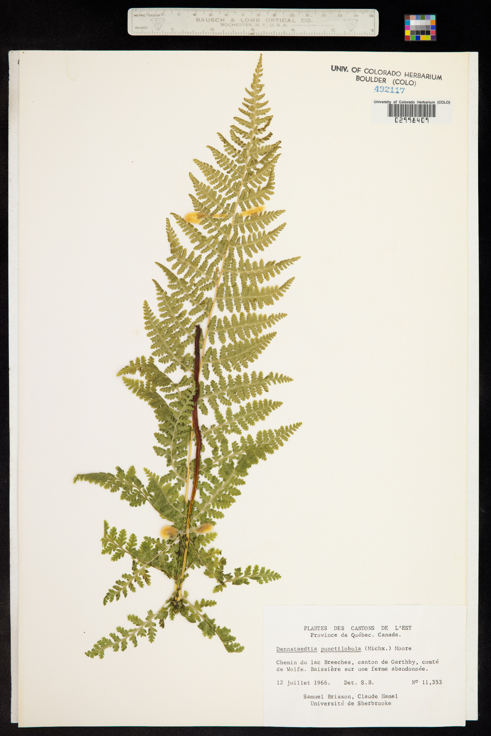 Dennstaedtia punctilobula image