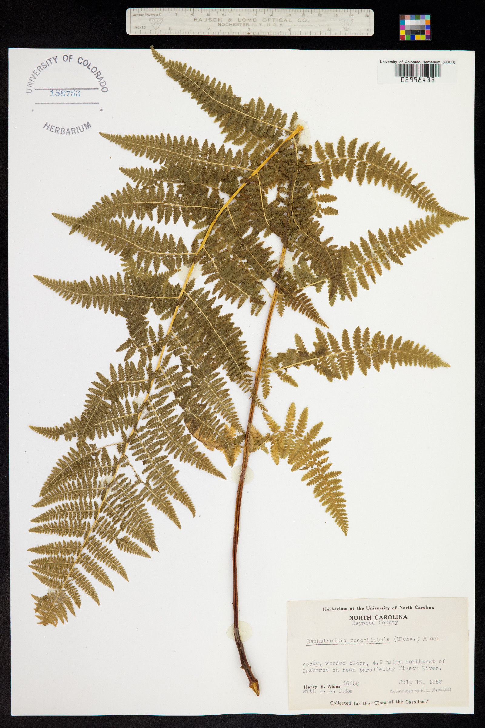 Dennstaedtia punctilobula image