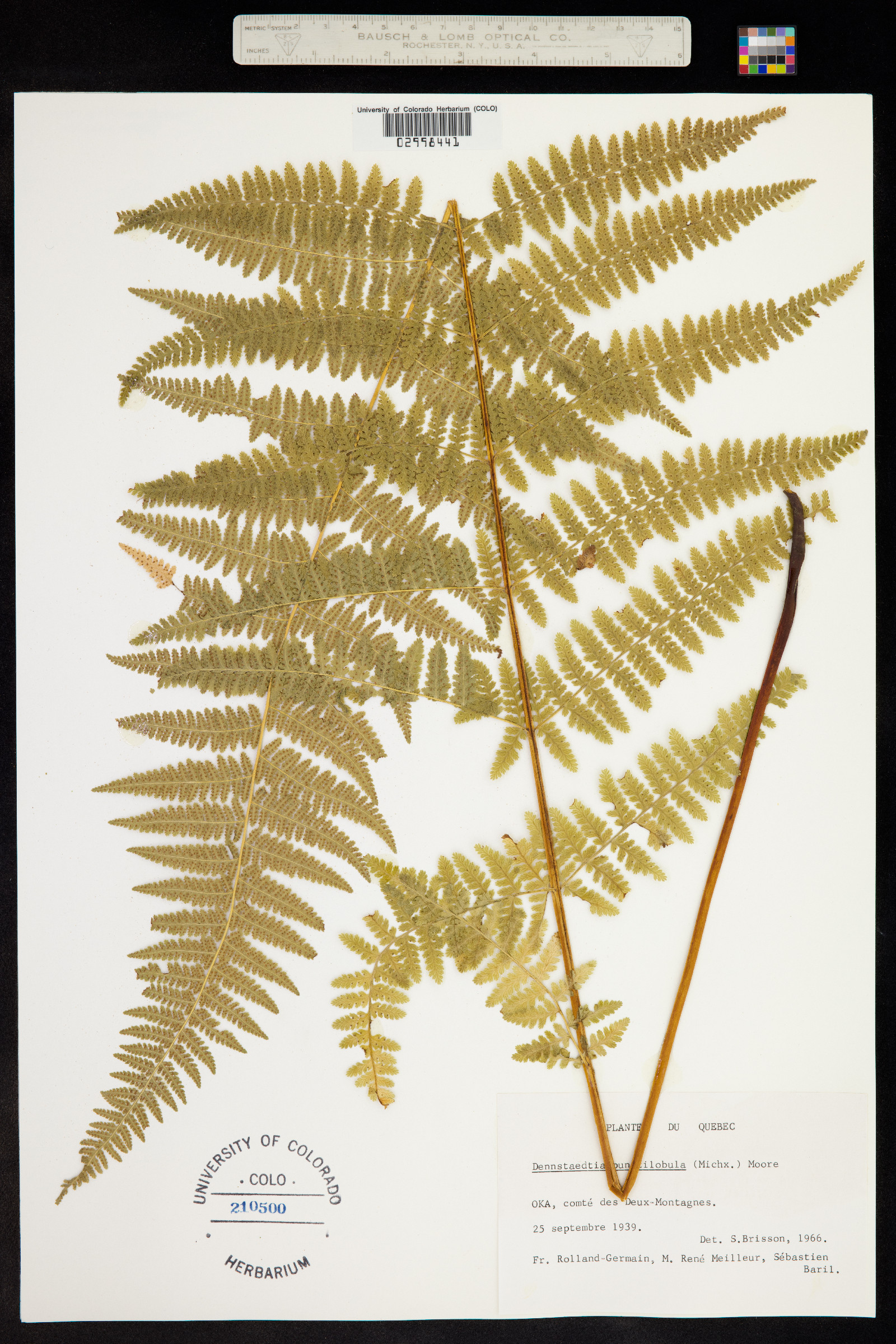 Dennstaedtia punctilobula image