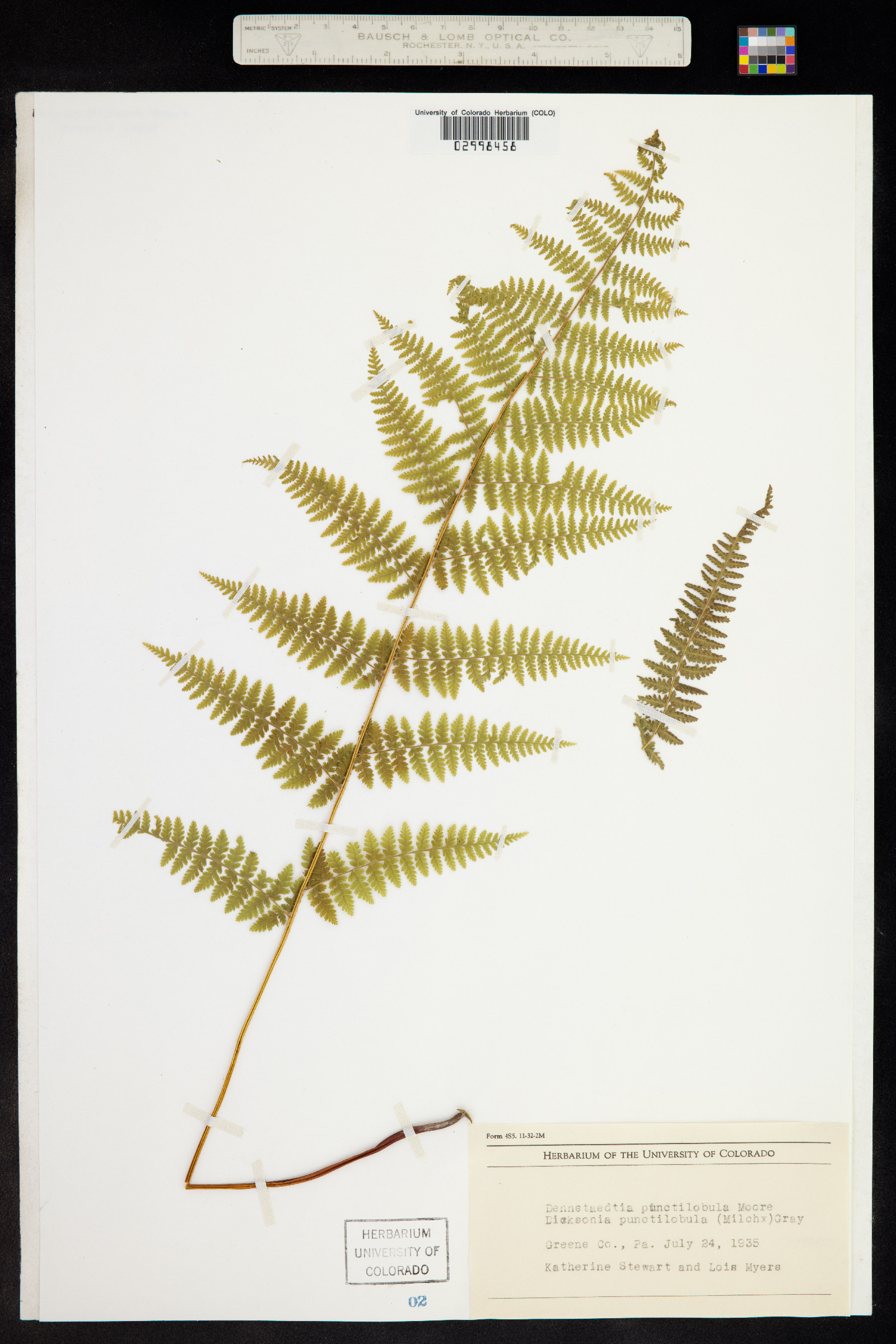 Dennstaedtia image