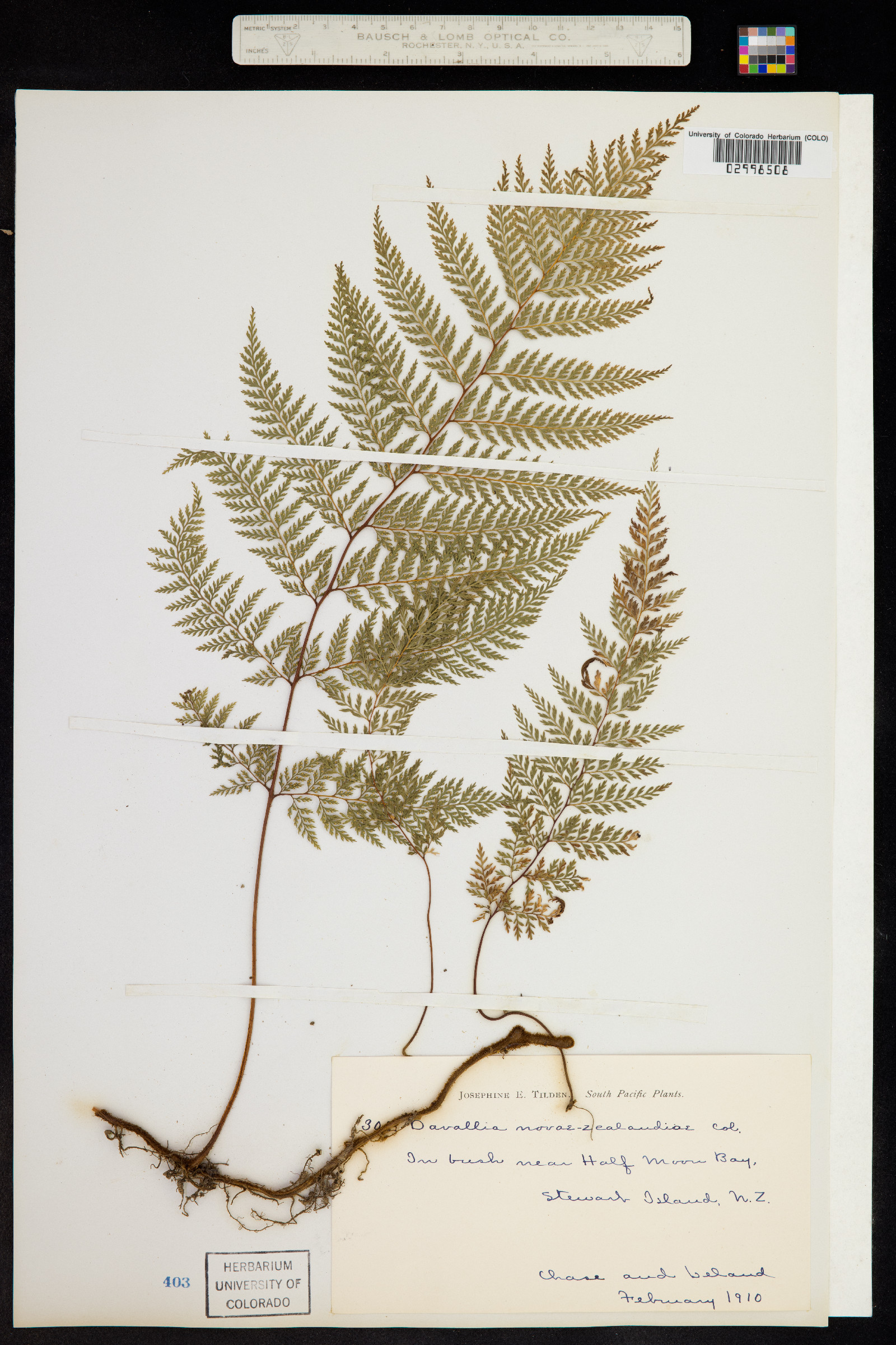 Davallia image