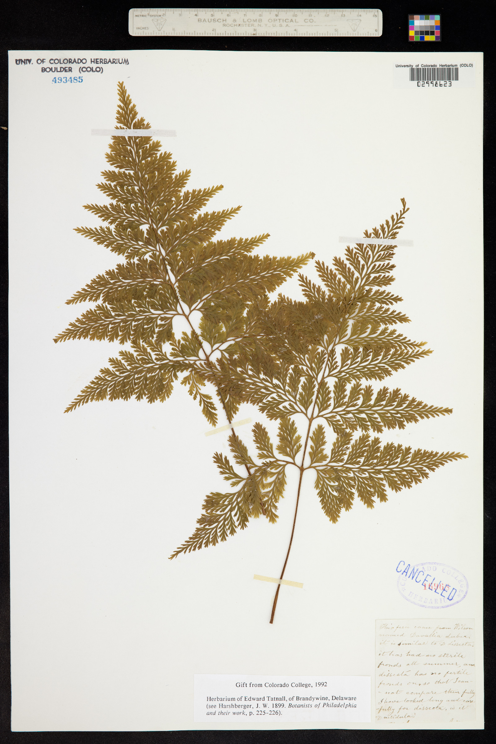Davallia image