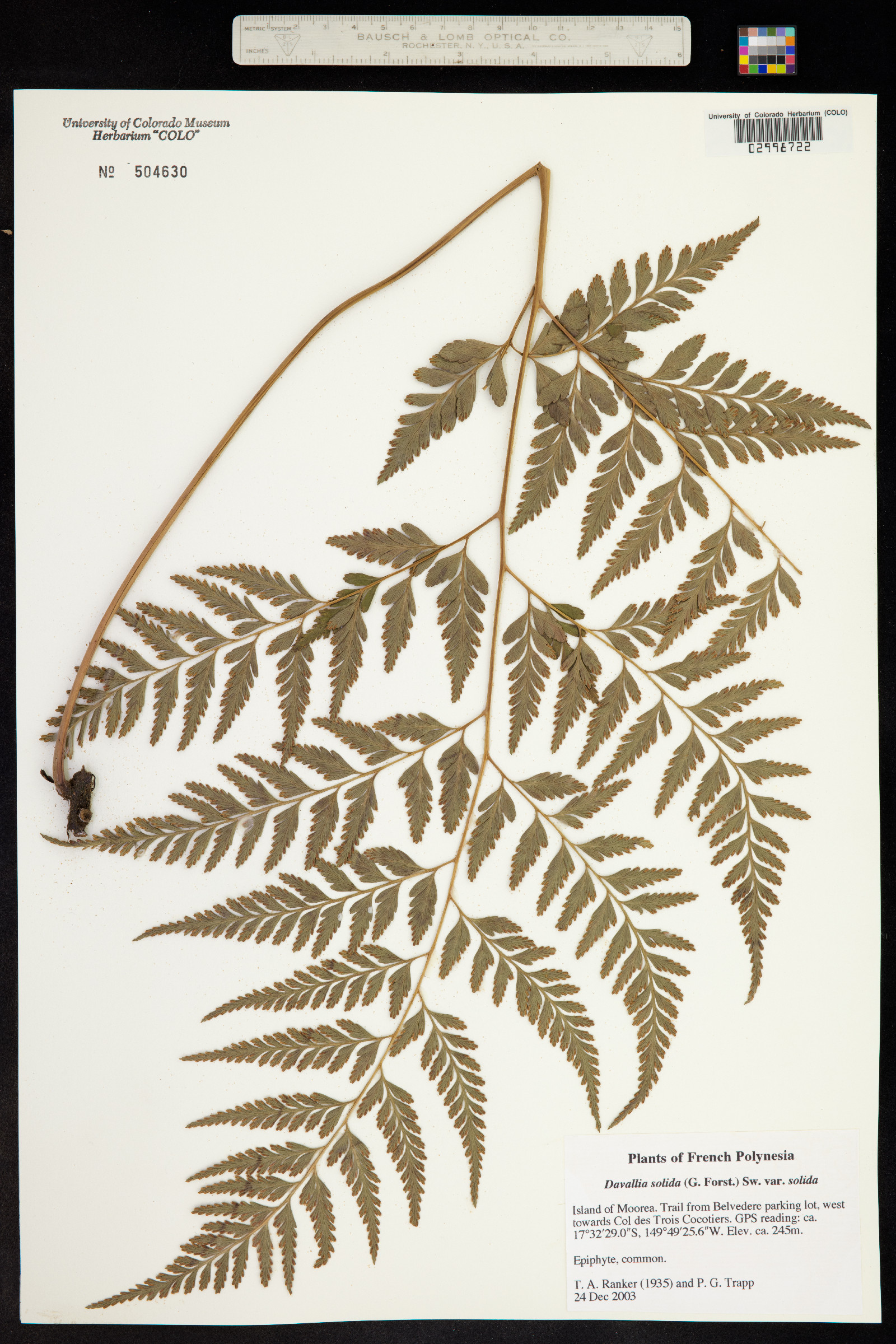 Davallia image