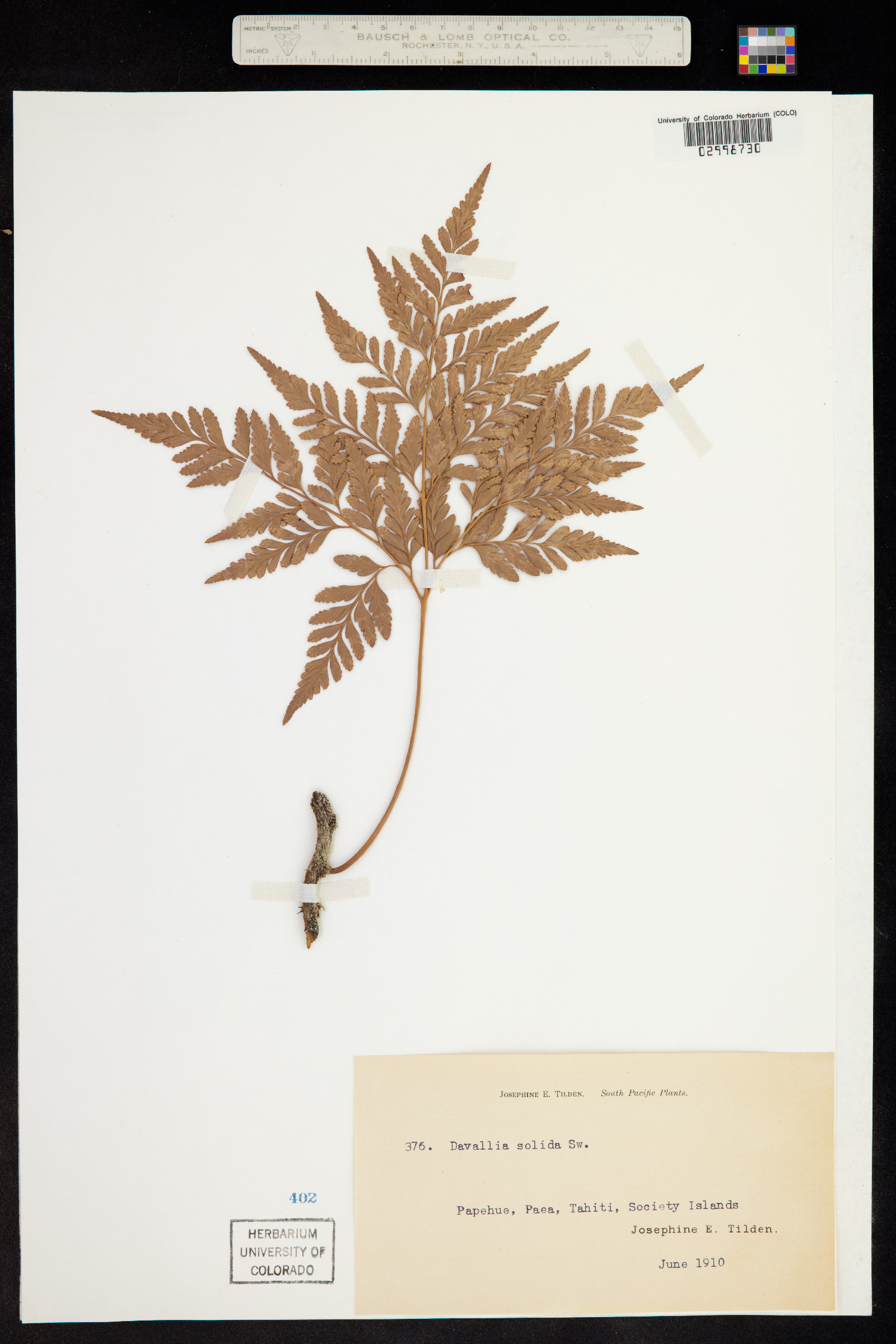 Lindsaeaceae image