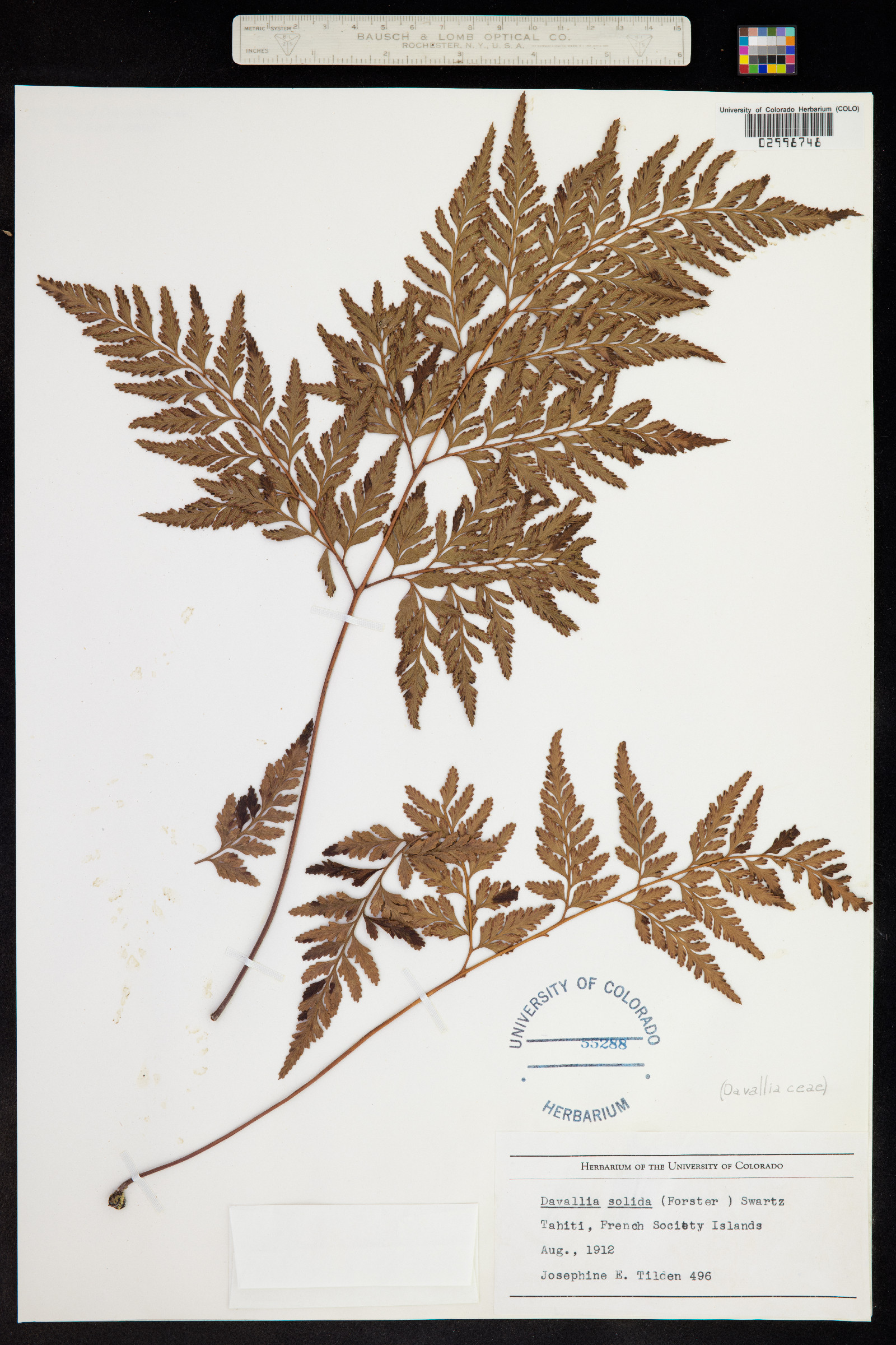 Davallia sinensis image