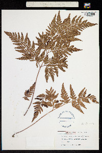 Davallia sinensis image