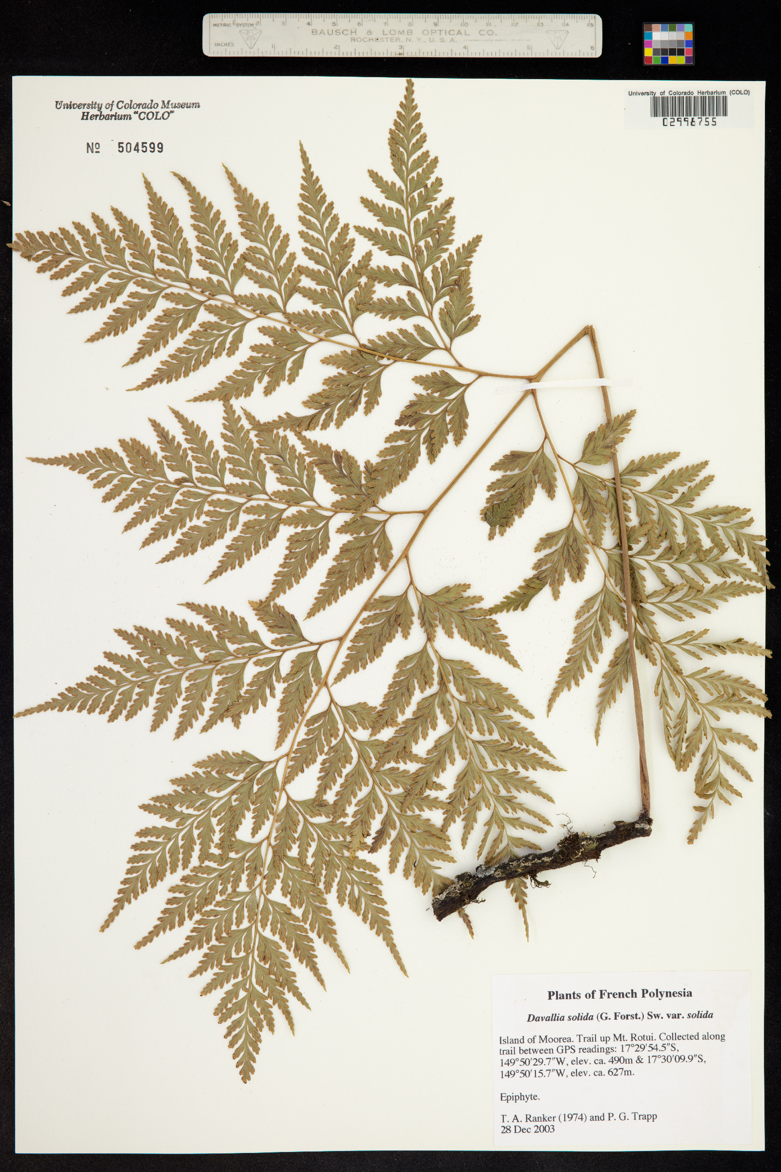 Davallia sinensis image