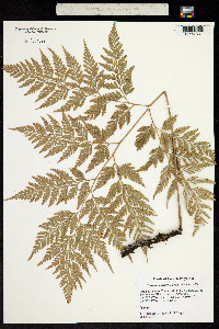 Image of Davallia sinensis