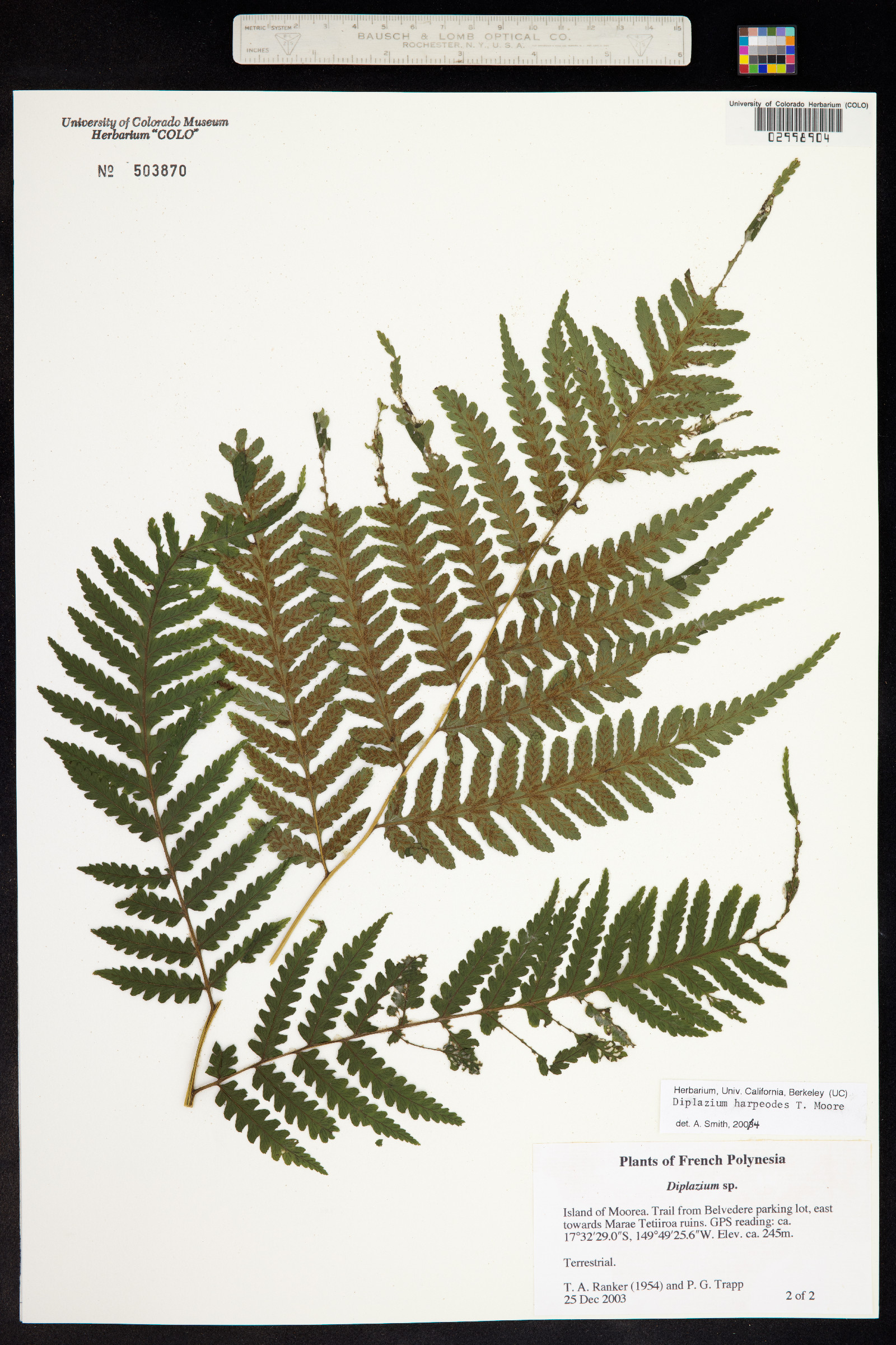 Diplazium harpeodes image