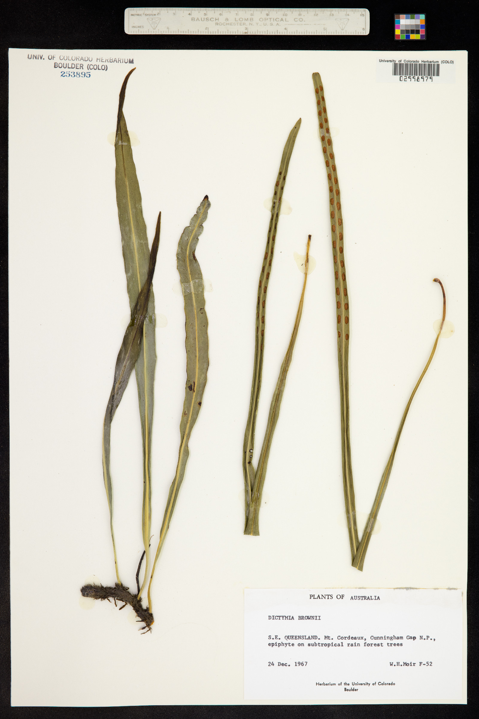 Dictymia brownii image
