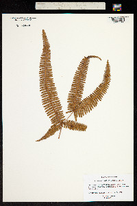 Image of Dicranopteris linearis