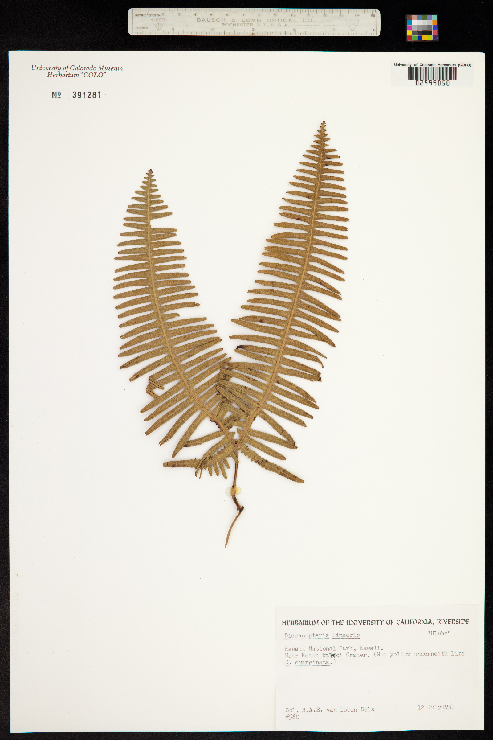 Dicranopteris linearis image