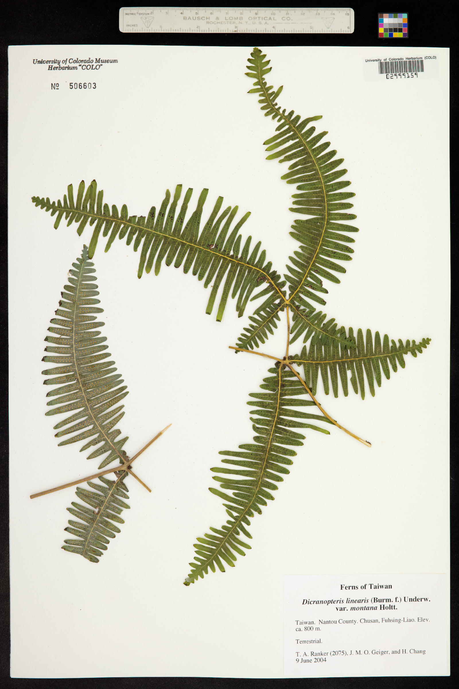 Dicranopteris linearis image