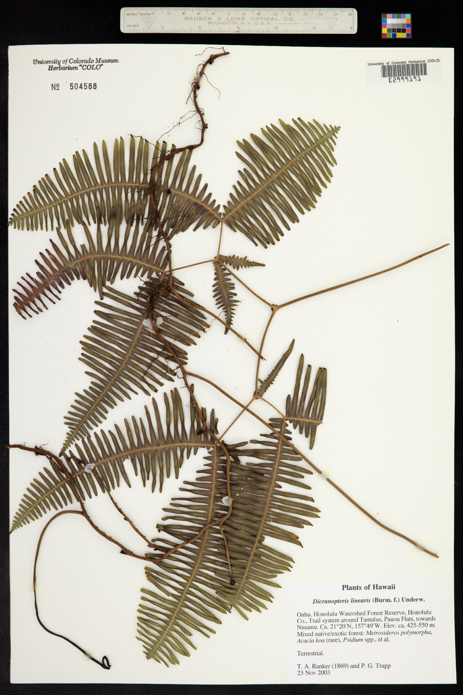 Dicranopteris linearis image