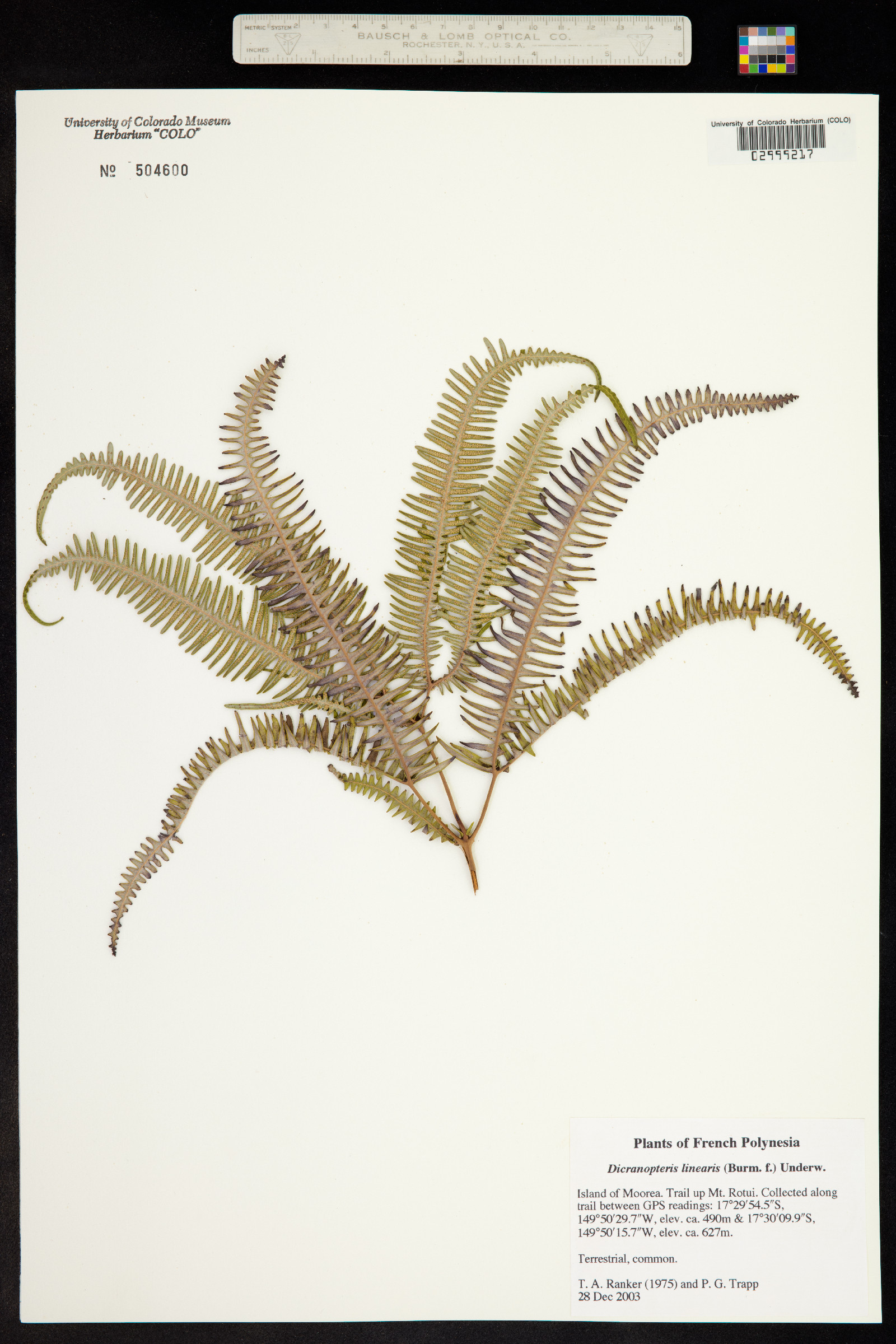 Dicranopteris linearis image