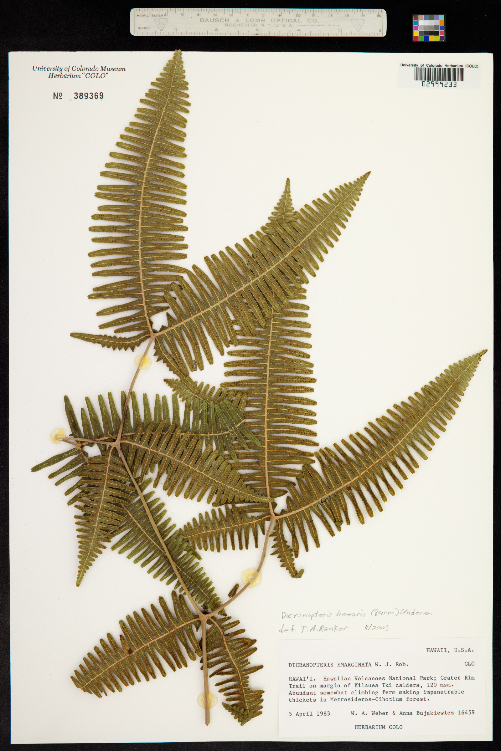 Dicranopteris linearis image