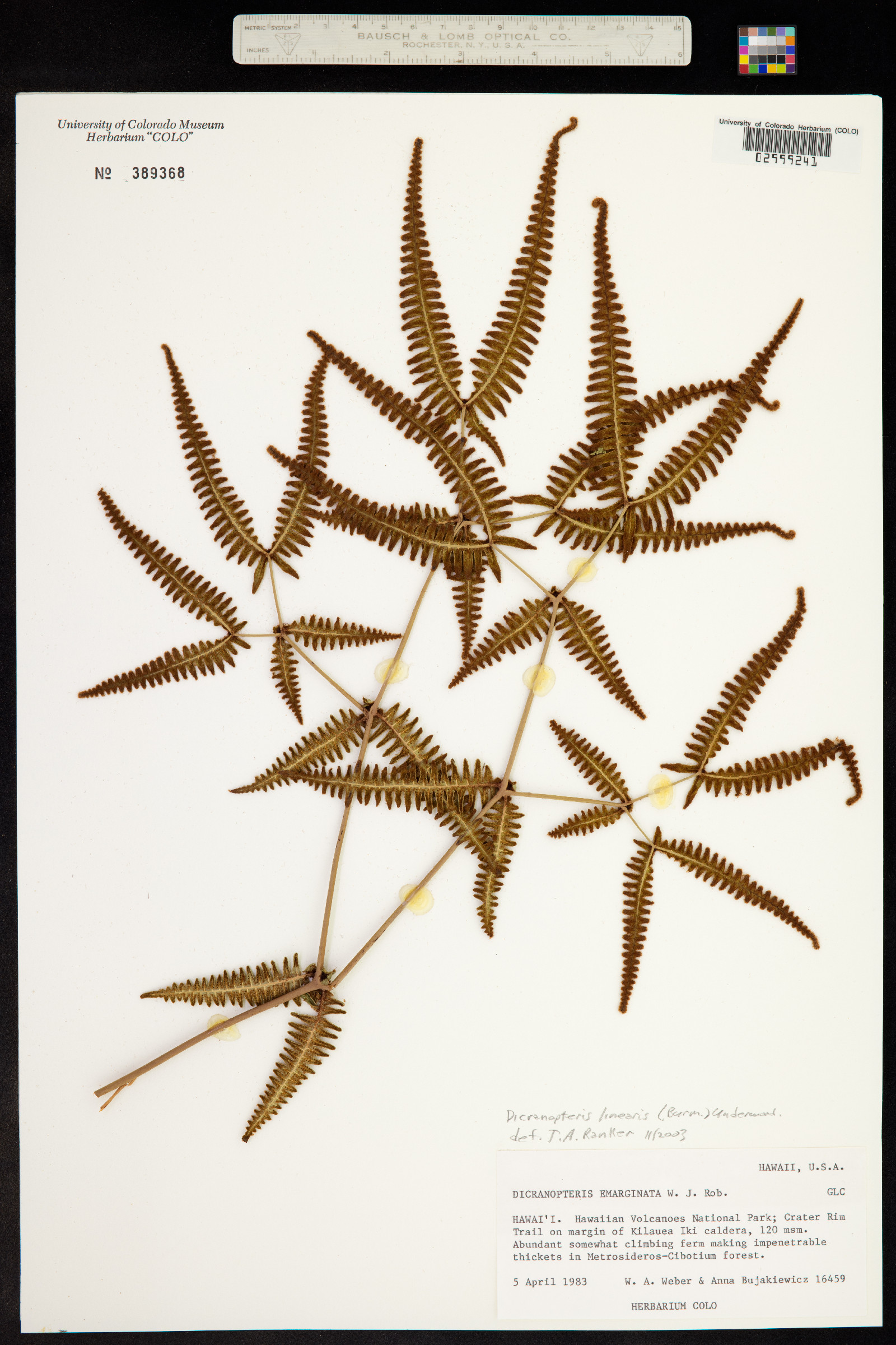 Dicranopteris linearis image