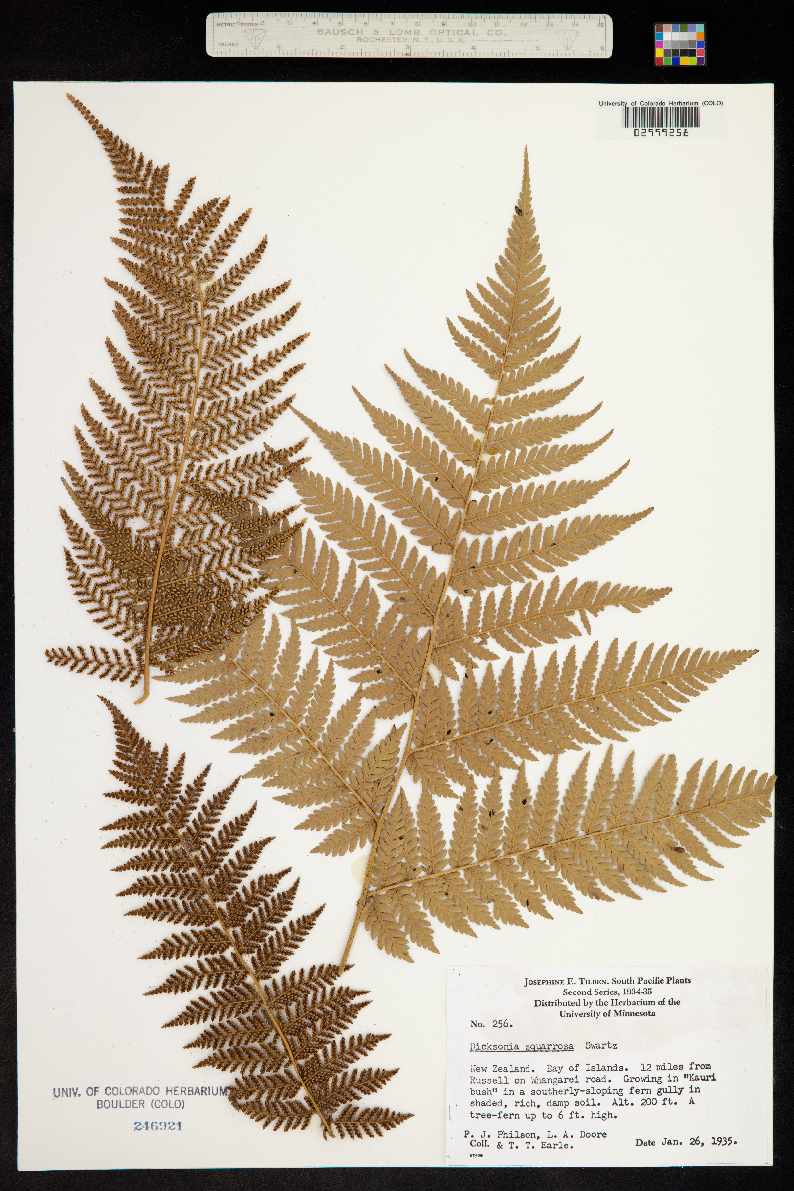 Dicksonia squarrosa image