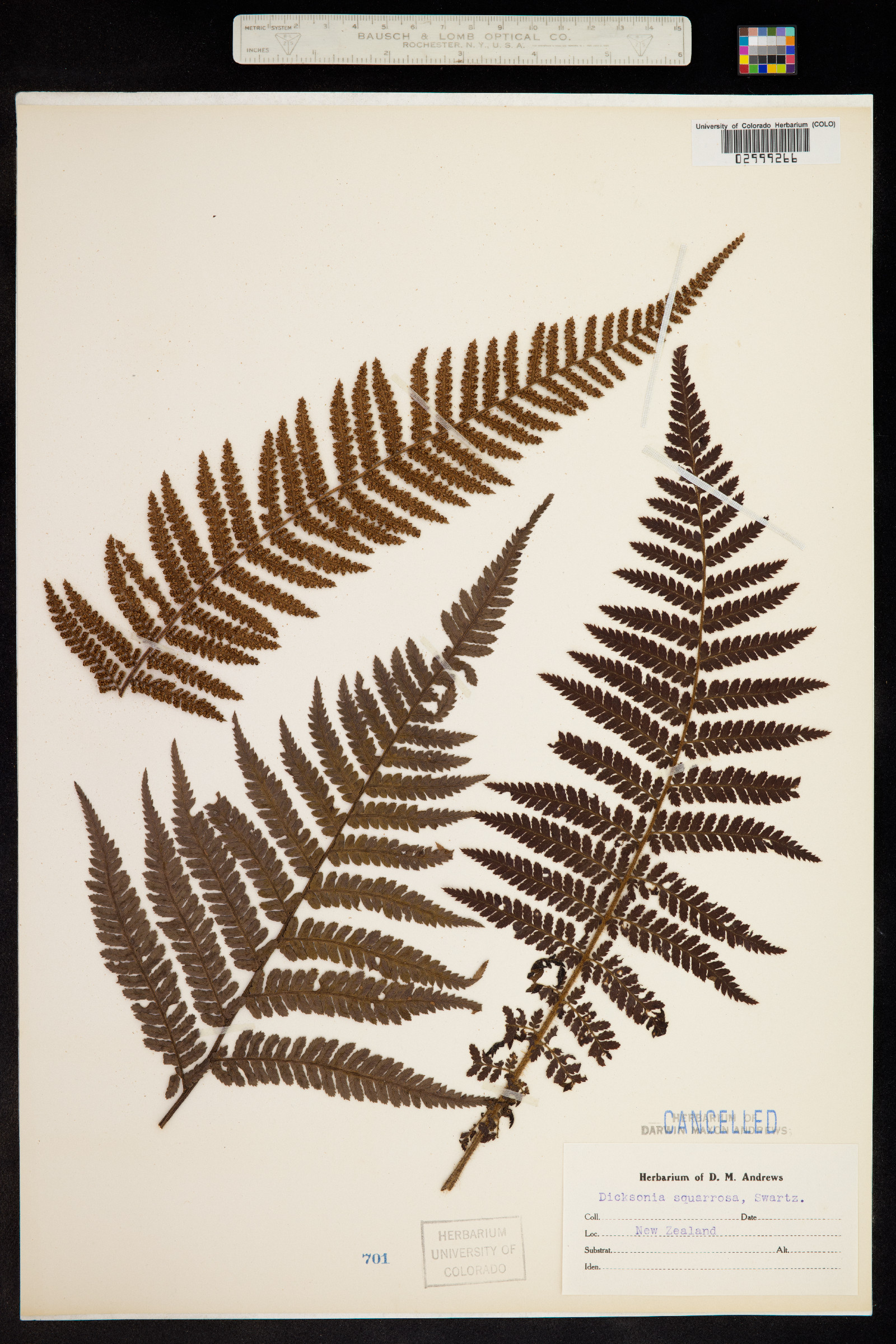 Dicksonia squarrosa image