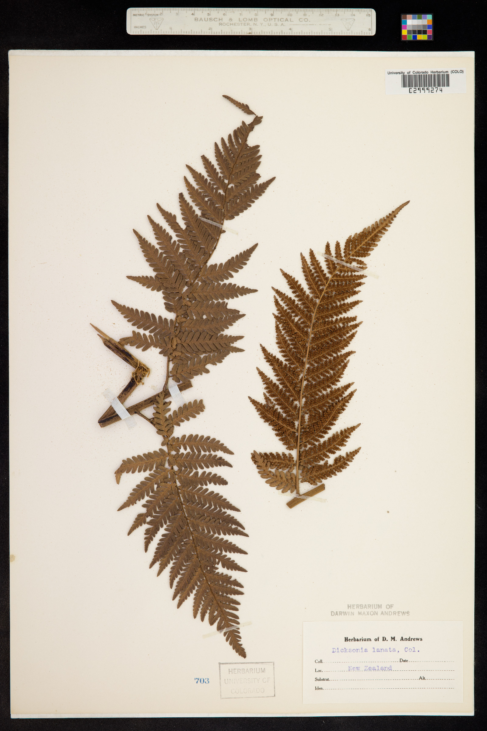 Dicksonia lanata image