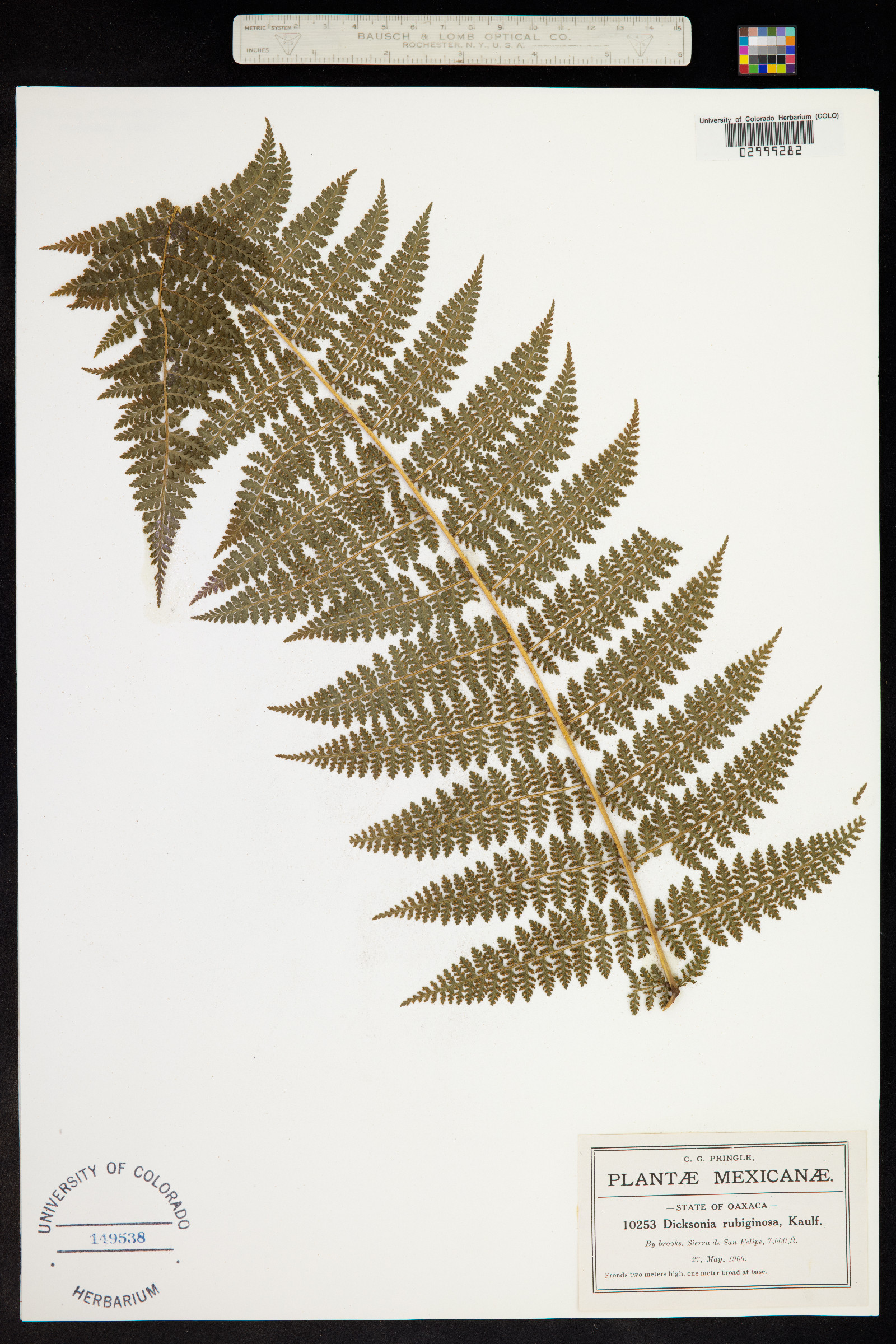 Dicksonia rubiginosa image