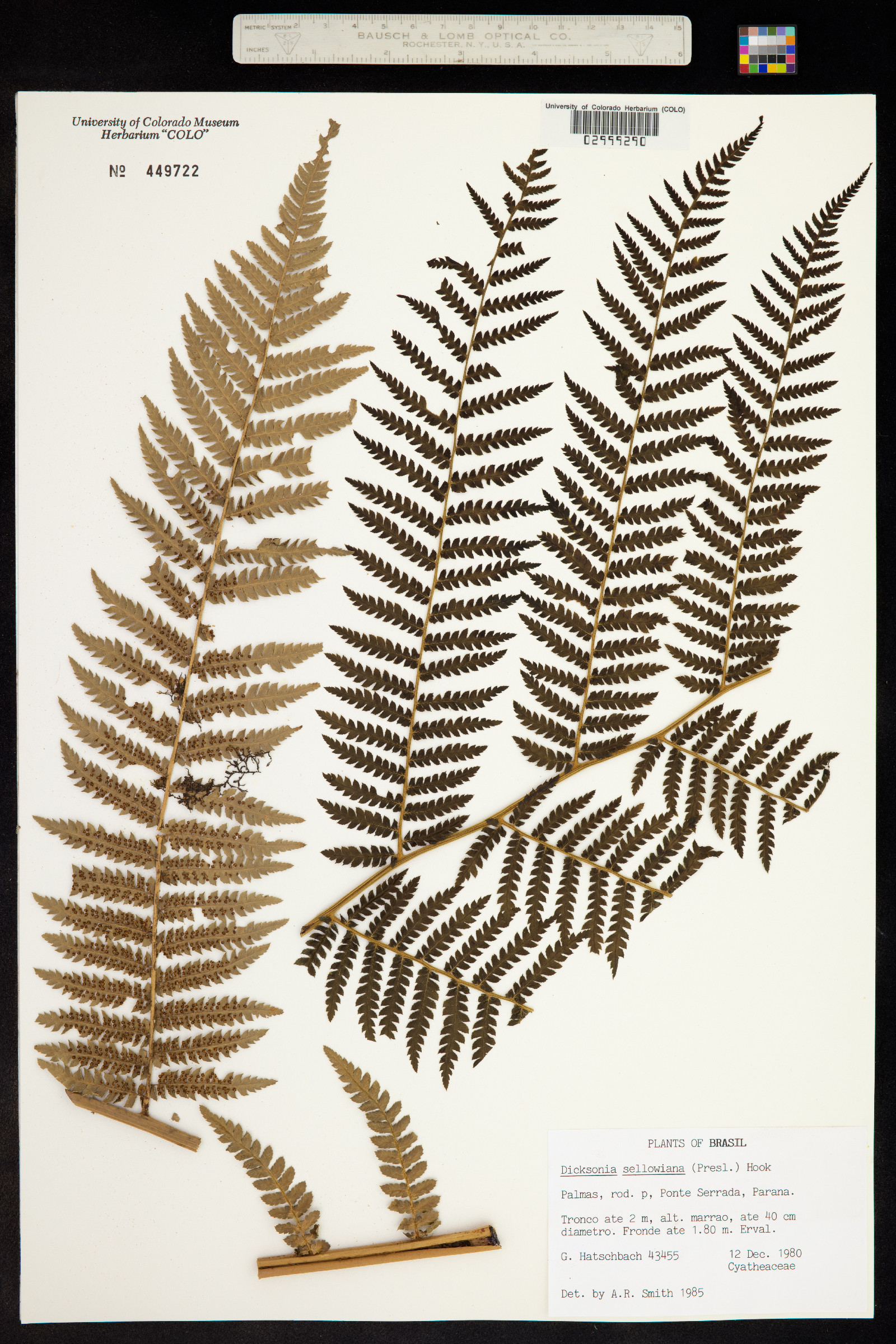 Dicksonia sellowiana image