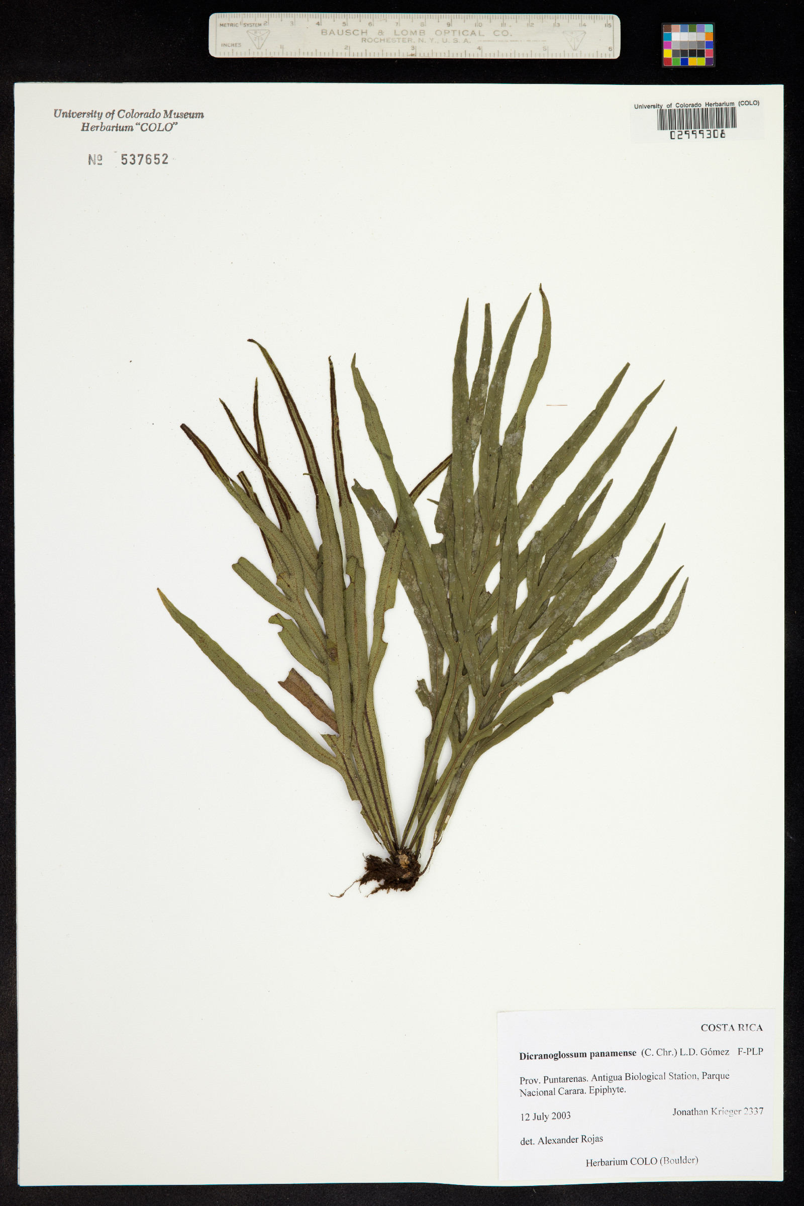 Pleopeltis christensenii image