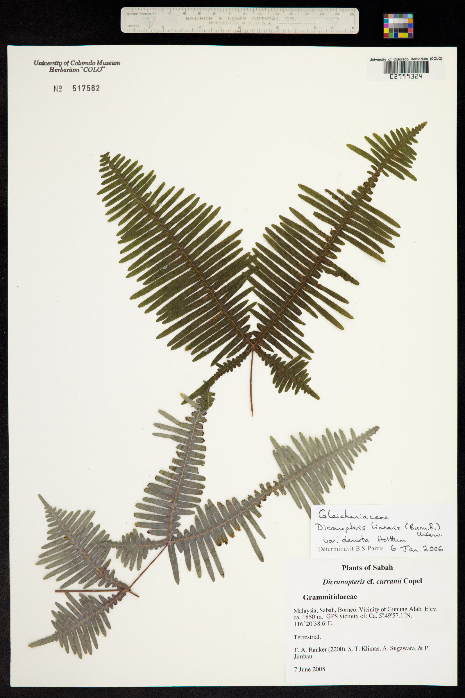 Dicranopteris linearis image