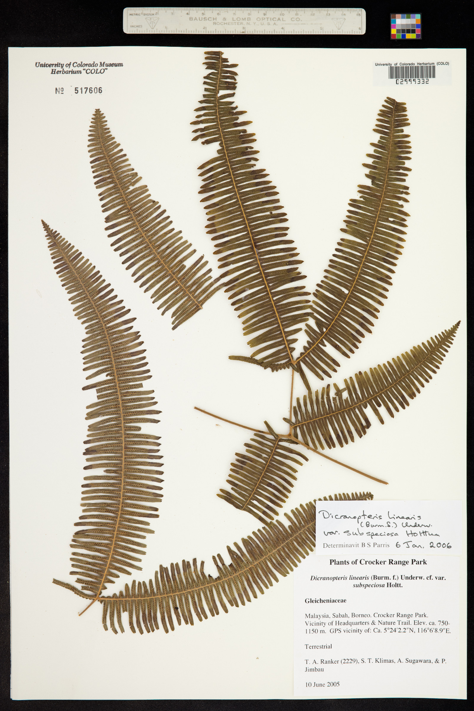 Dicranopteris linearis image