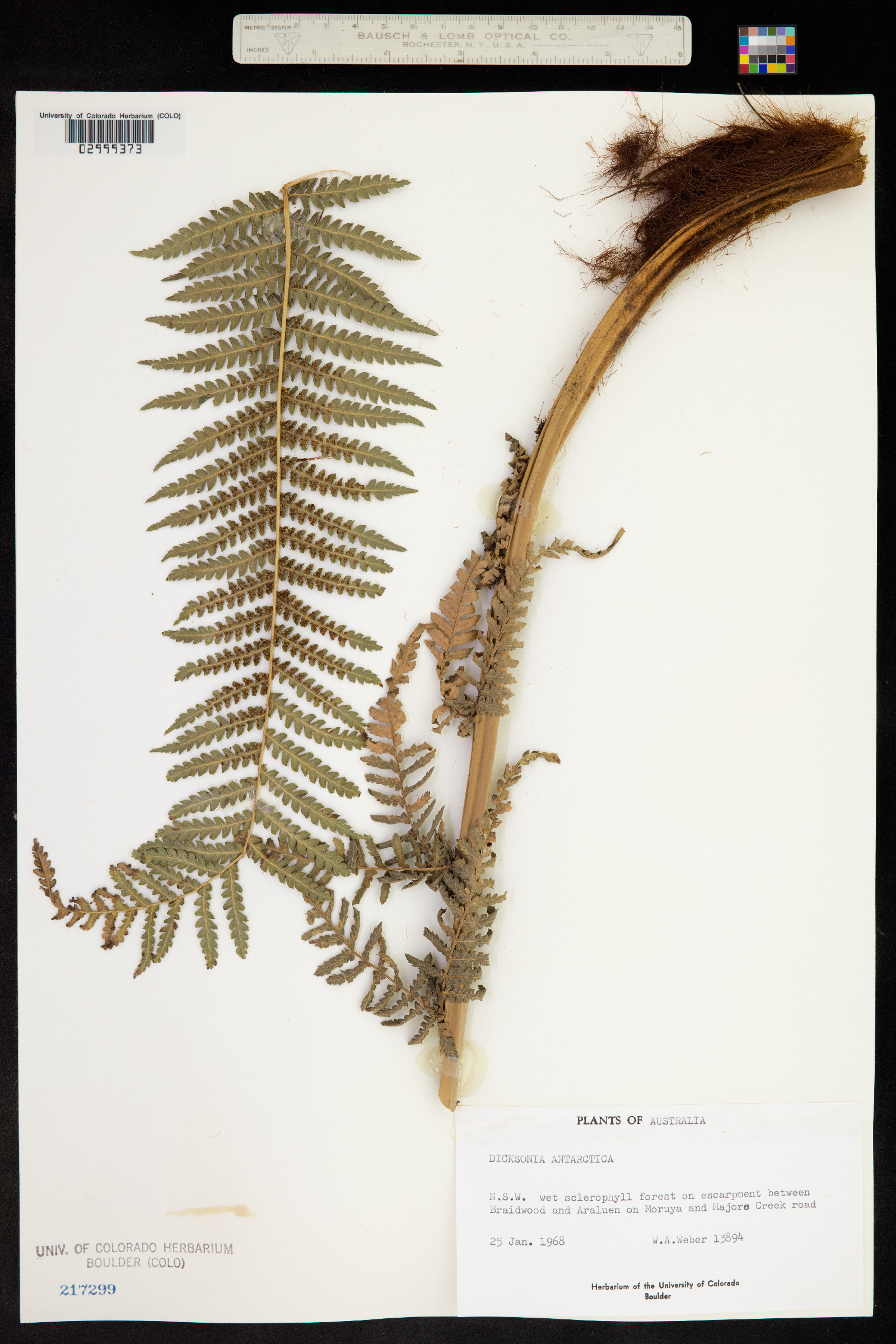 Dicksonia antarctica image