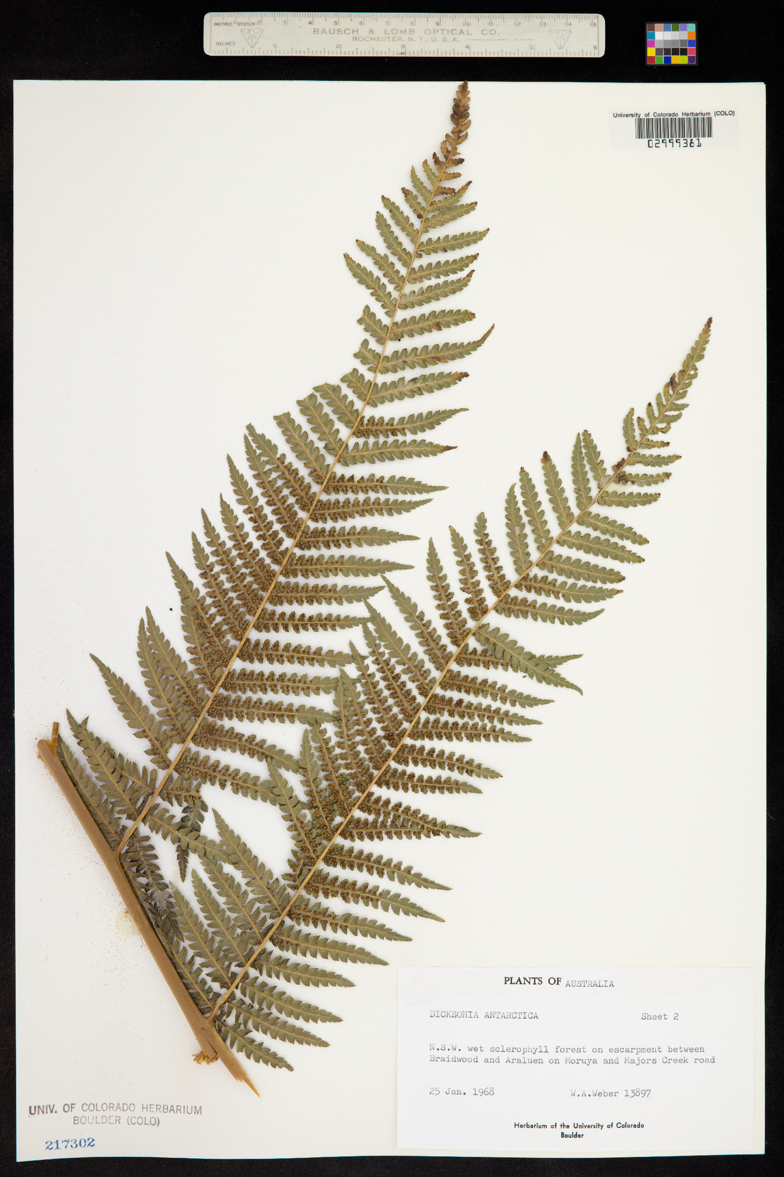 Dicksonia image