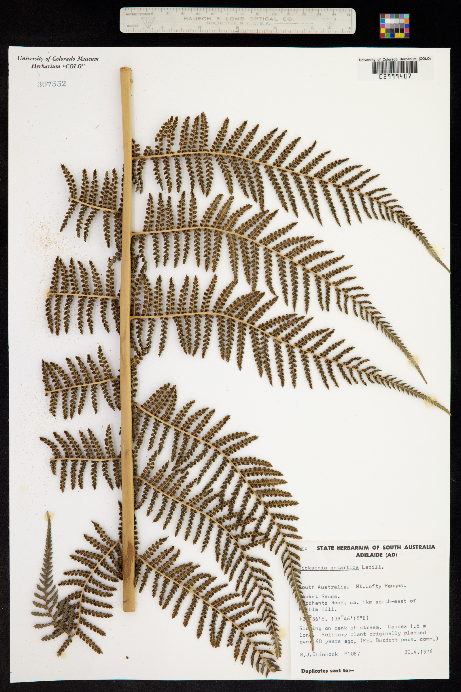 Dicksonia image