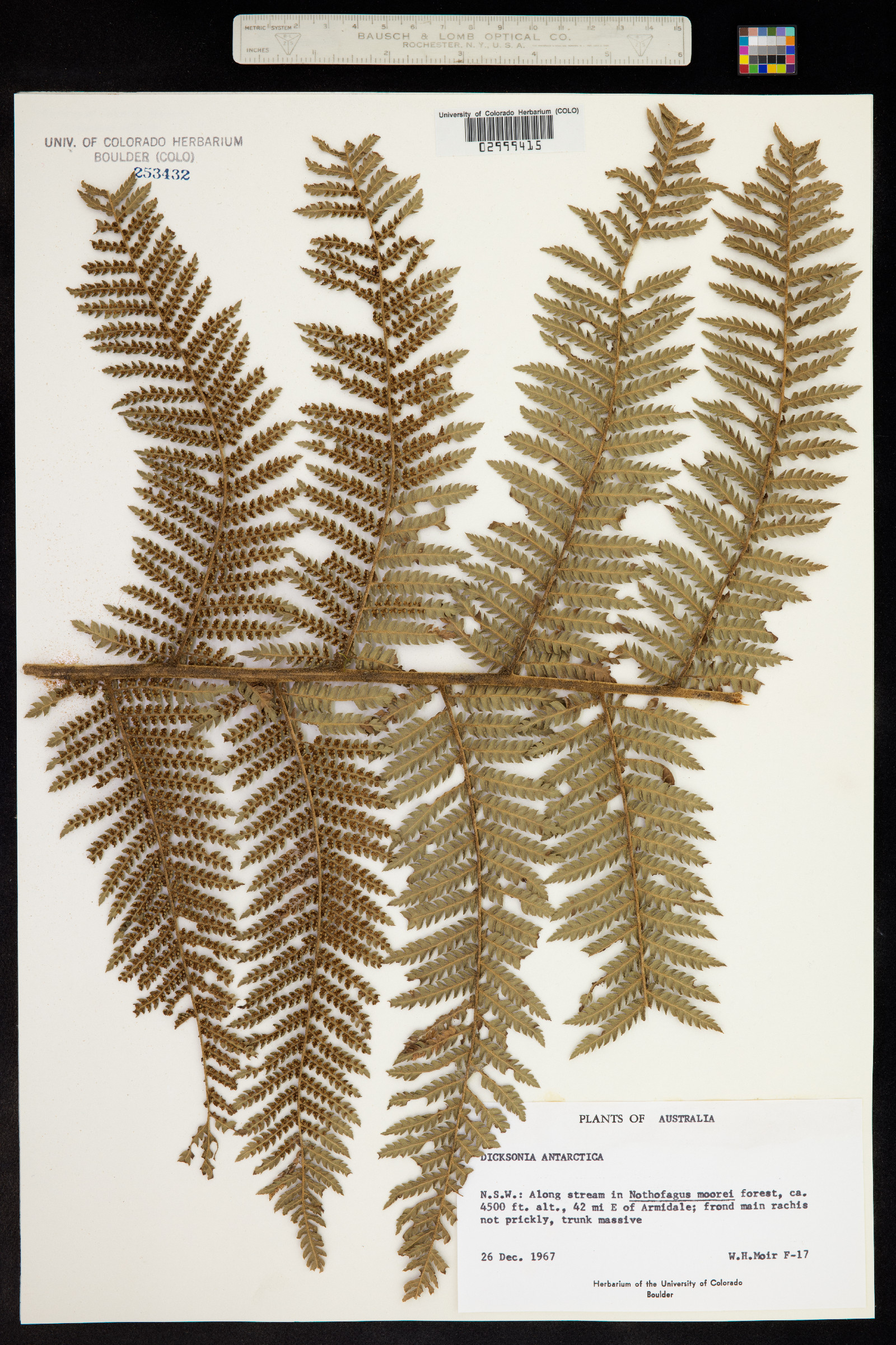 Dicksonia antarctica image