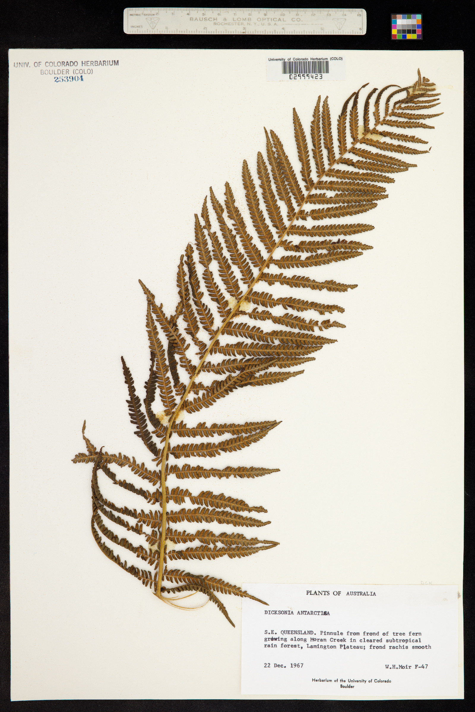 Dicksonia antarctica image