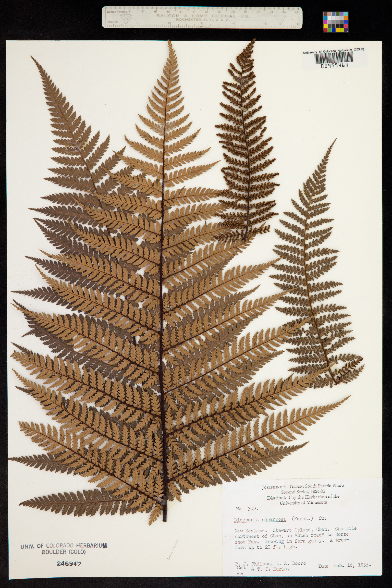 Dicksonia squarrosa image