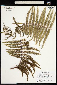 Image of Athyrium sandwichianum