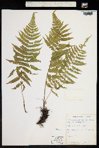 Image of Athyrium thelypterioides