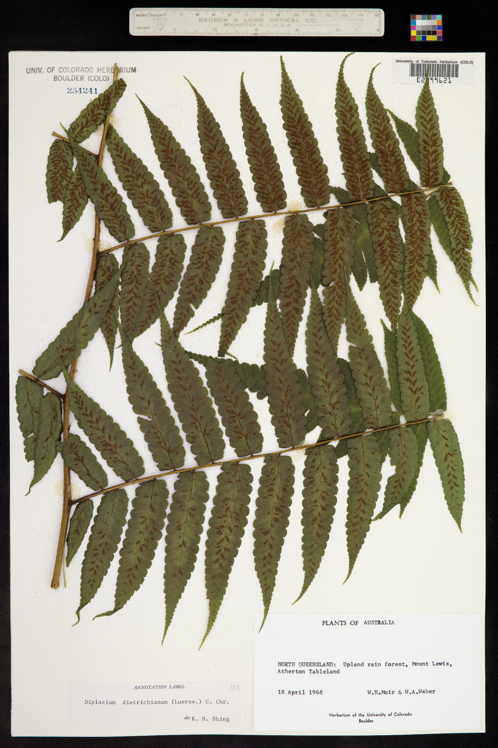 Diplazium dietrichianum image