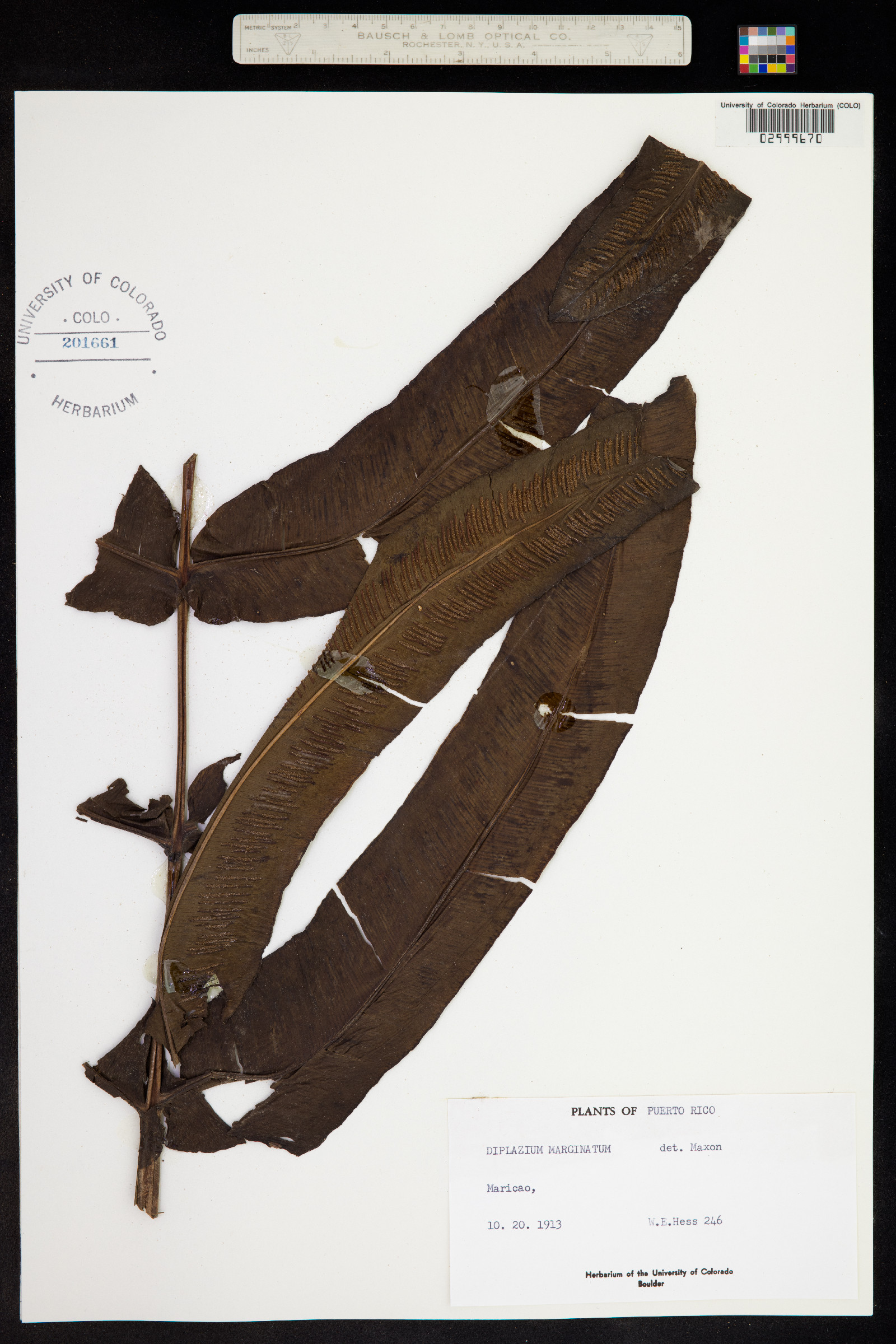 Diplazium marginatum image
