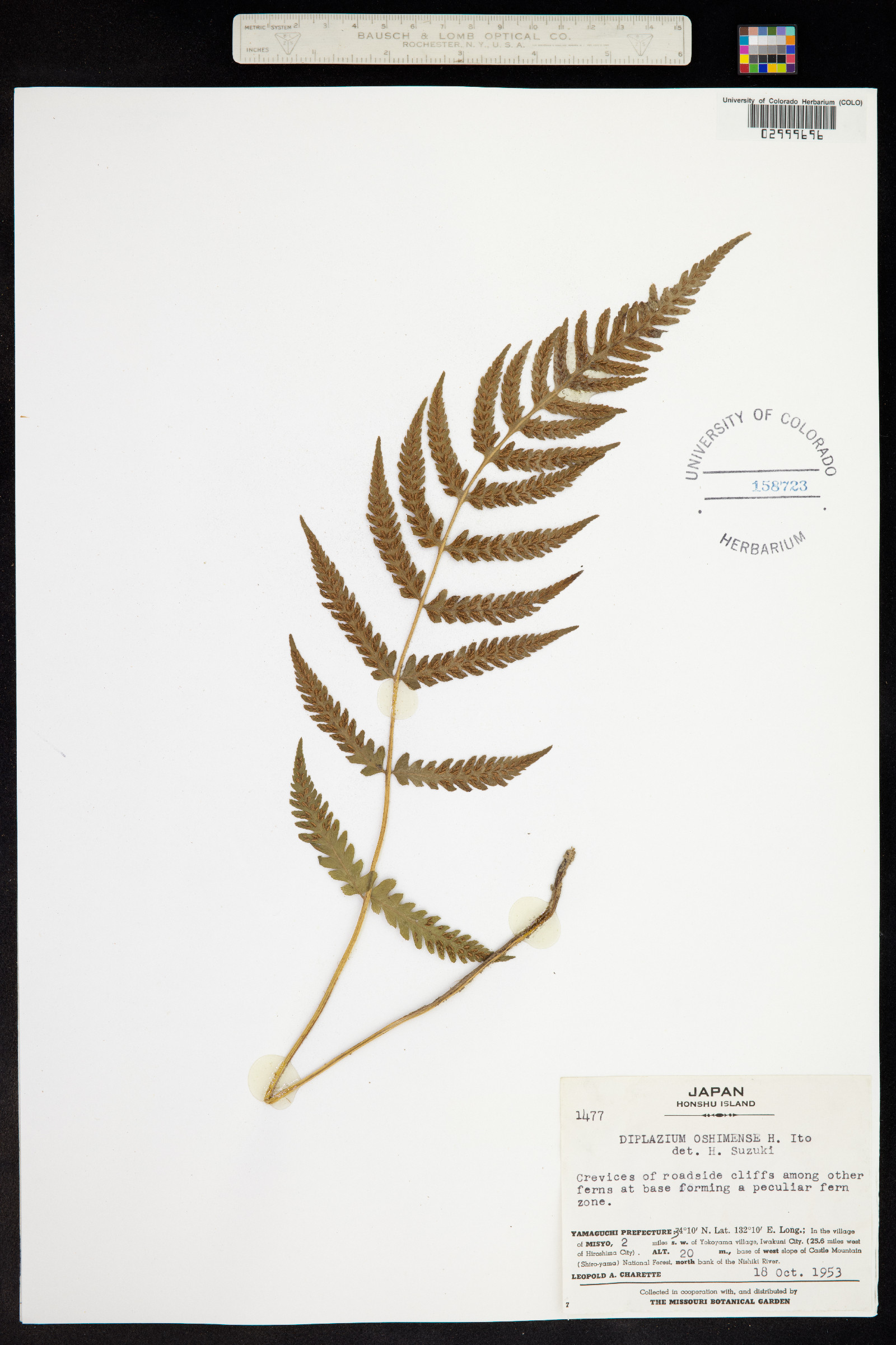 Deparia petersenii subsp. petersenii image