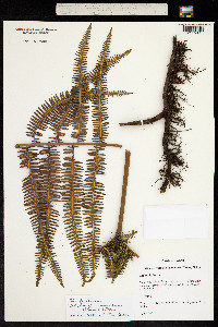 Diplopterygium longissimum image