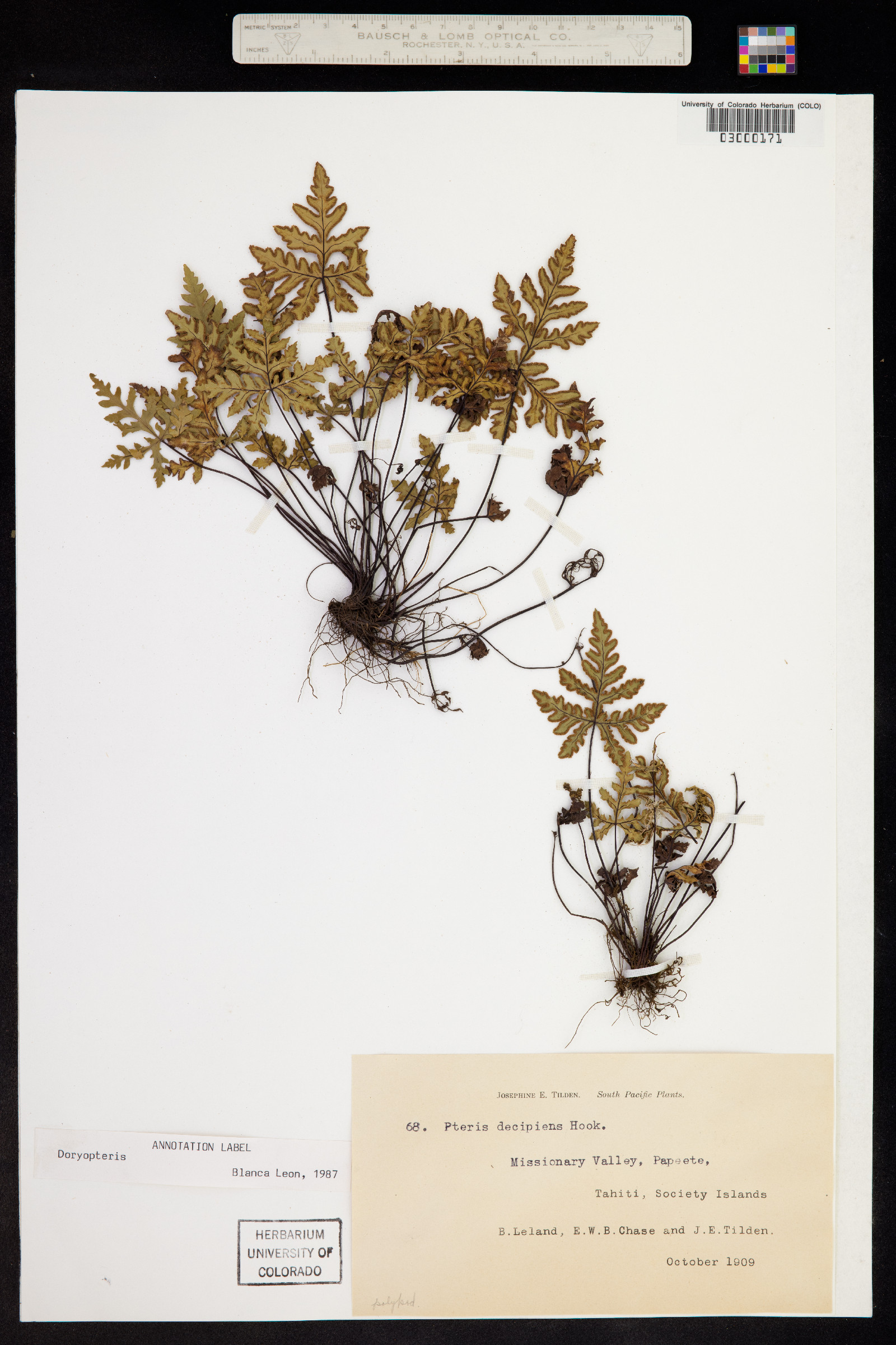 Doryopteris decipiens image