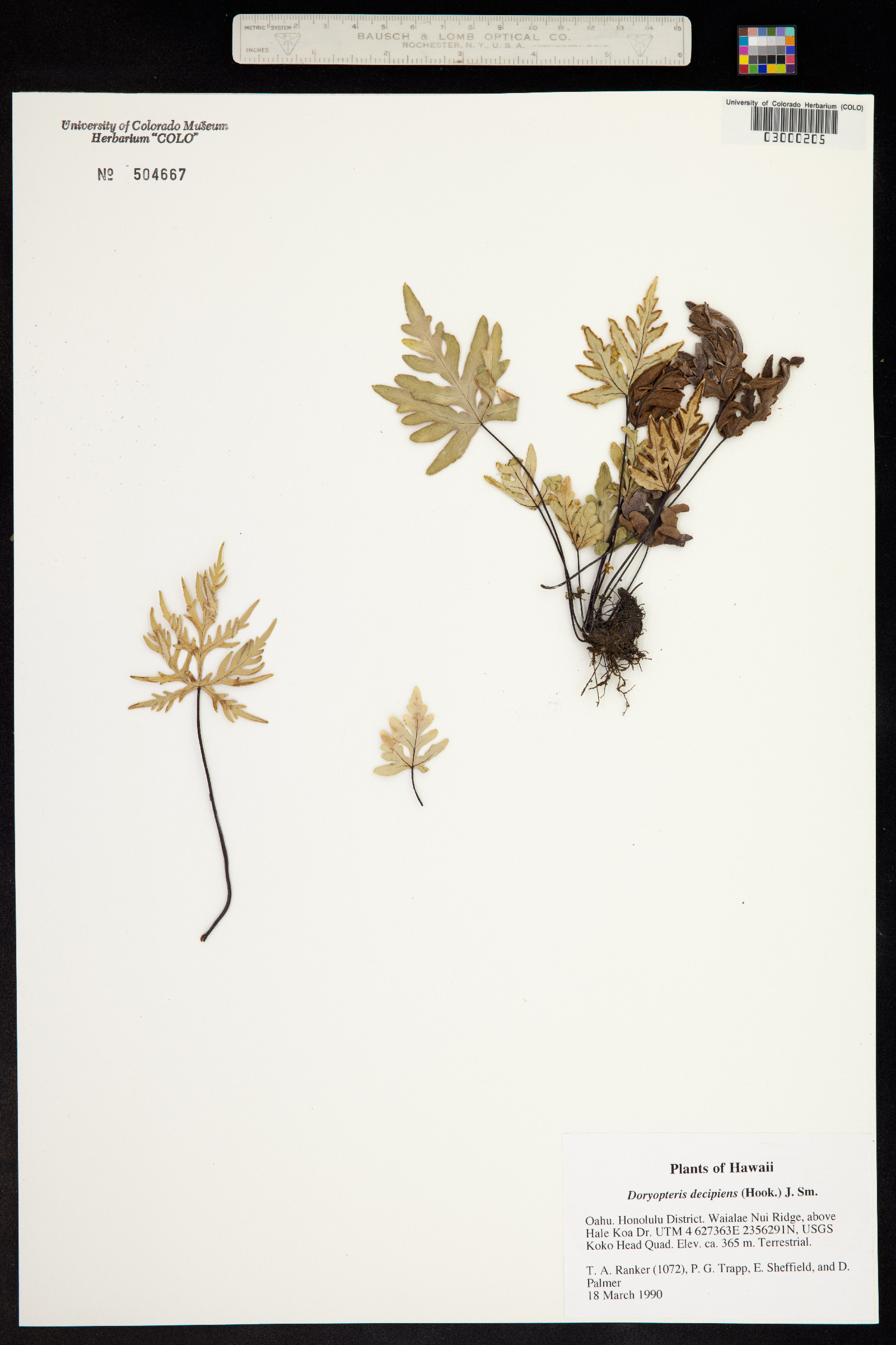 Doryopteris decipiens image