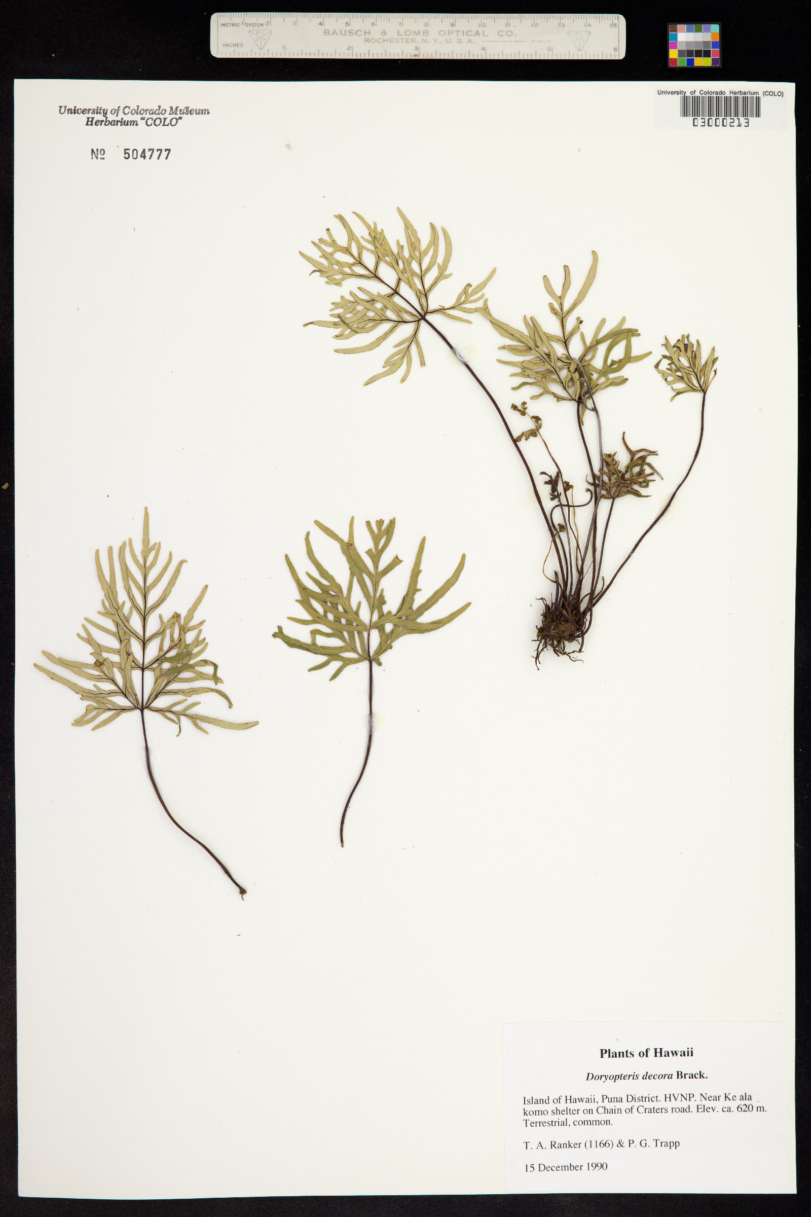 Doryopteris decora image