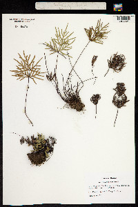 Image of Cheilanthes decora