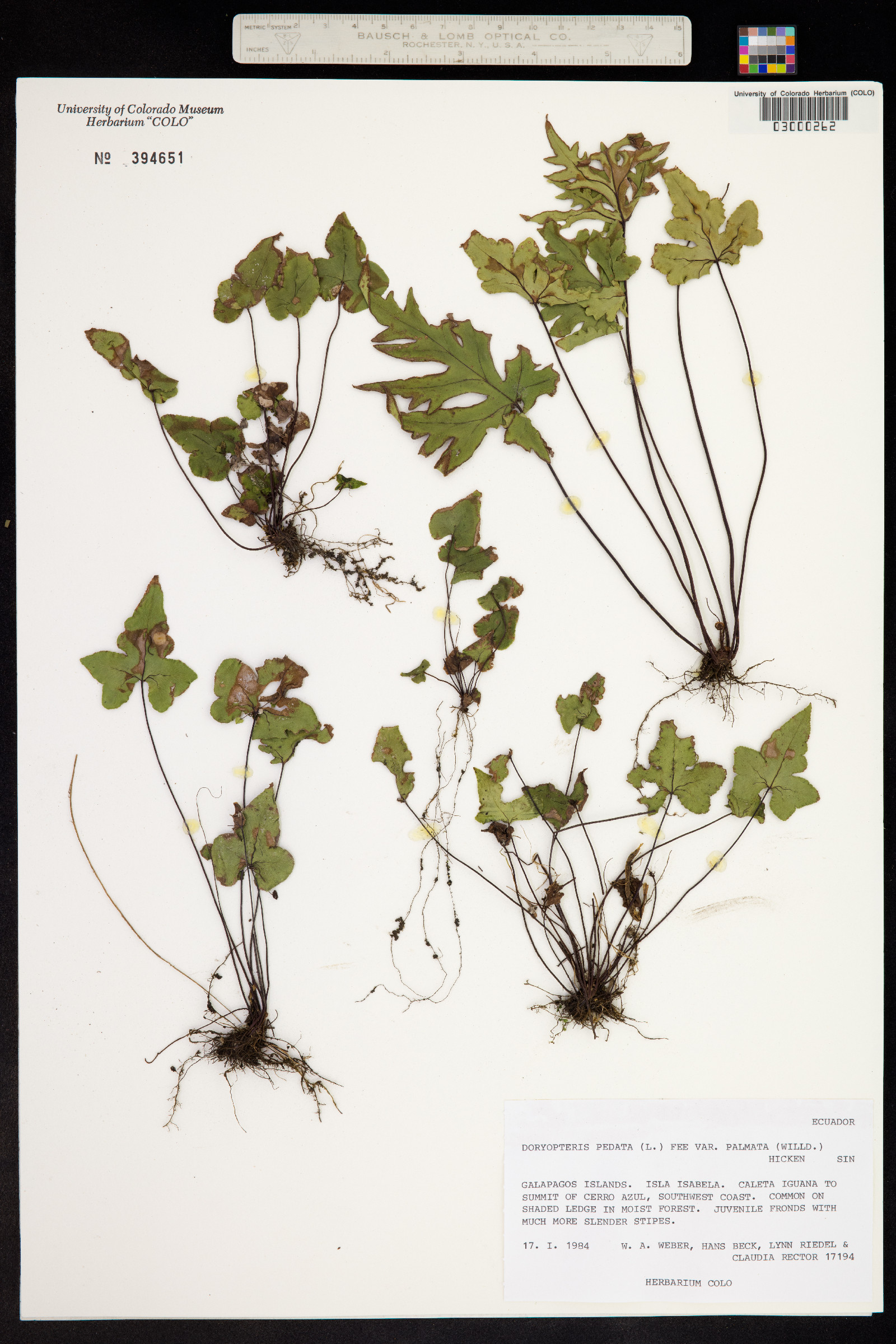 Doryopteris pedata image
